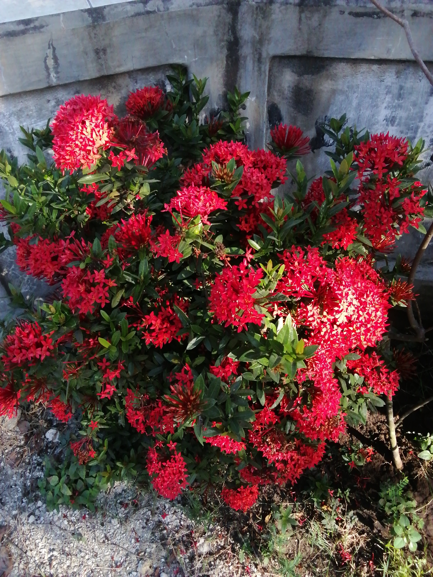 A medium shot captures a dense cluster of vibrant red Ixora flowers blooming profusely against a textured, grey concrete wall in the background. The flowers, arranged in conical clusters, are the primary focus, showcasing their delicate petals and deep red hues. Interspersed among the blossoms are lush, dark green leaves, providing a rich contrast. The ground in the foreground is a mix of light-colored gravel, scattered dry leaves, and patches of greenery. A single thin branch extends from the right side of the image, its presence subtle against the backdrop. The lighting suggests it is daytime, with sunlight casting subtle shadows and highlighting the texture of the flowers and the wall. The scene appears to be an outdoor setting, possibly a garden or a courtyard, in a location that is not specified.
