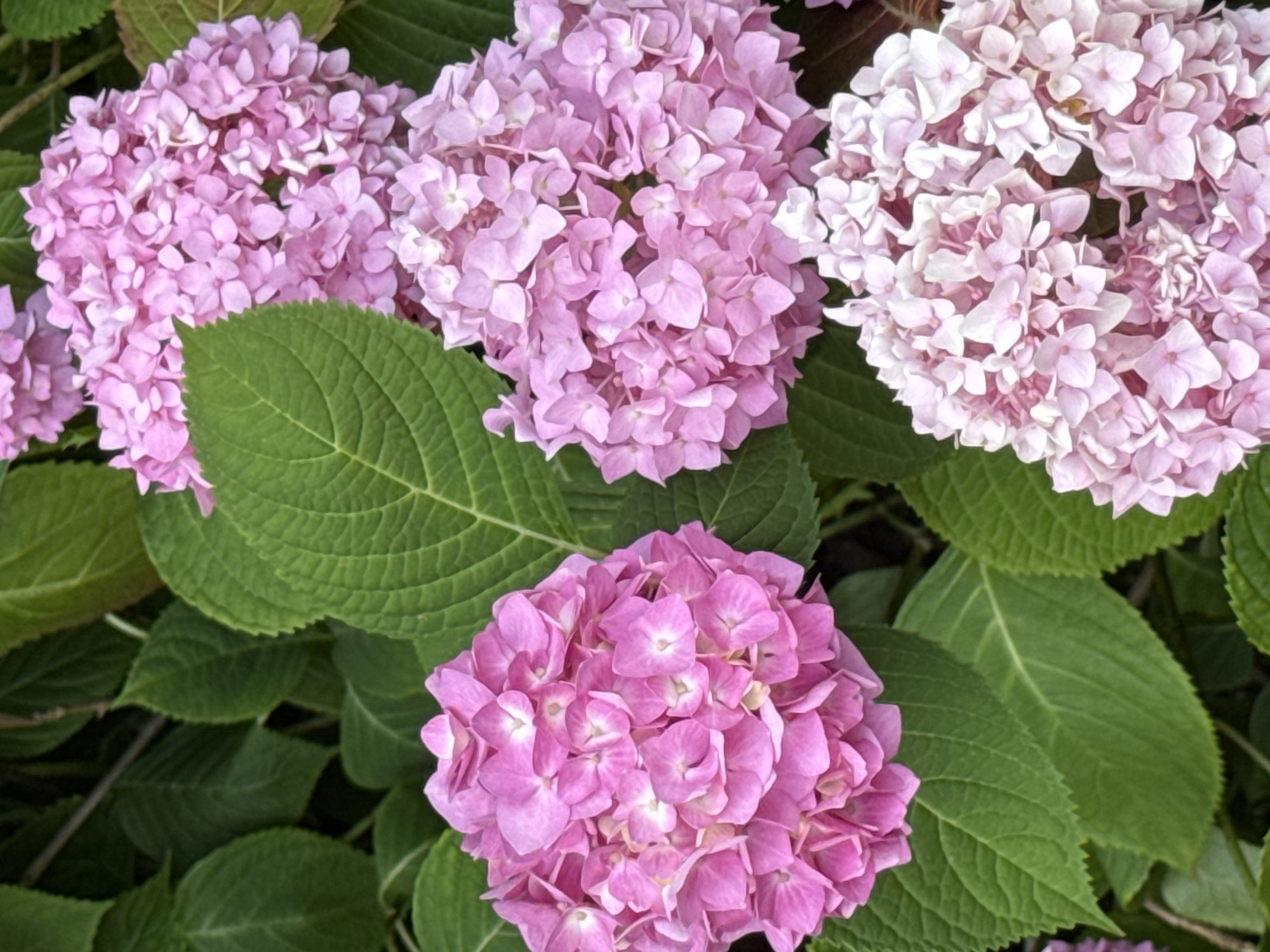 A close-up, eye-level, vertical shot focuses on a cluster of pink hydrangeas and their large, green leaves. The blossoms are in various stages of bloom, with some appearing more dense and others more open, revealing delicate petal structures. The leaves are textured with prominent veins and serrated edges, creating a lush backdrop for the flowers. The lighting suggests an outdoor setting, likely a garden. The scene does not contain any people or discernable urban elements. Therefore, it is not possible to determine a specific location within the city of Sochi, Russia.