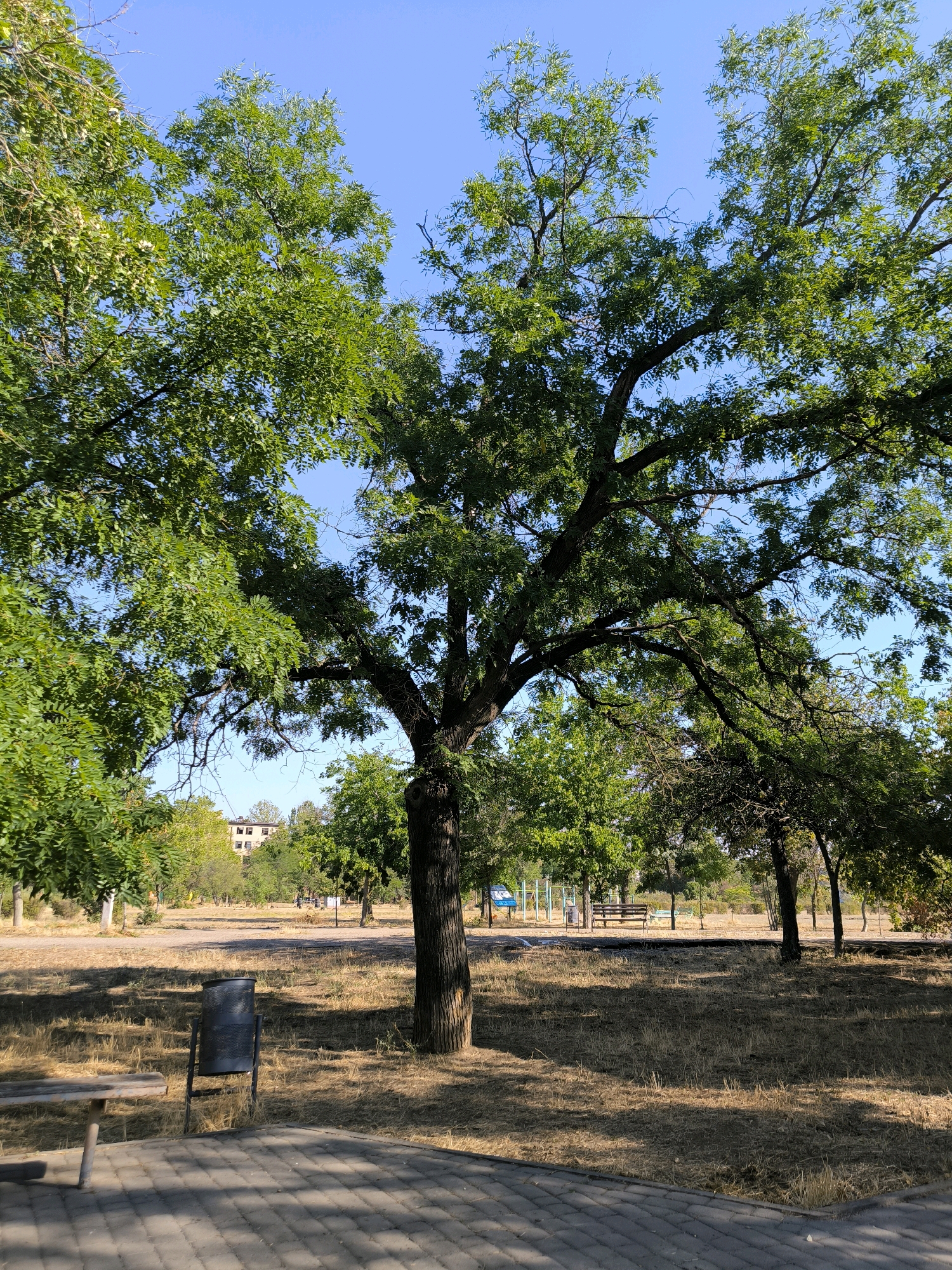 This image captures a sunlit park scene in Mykolaiv, Ukraine. A large deciduous tree with lush green foliage dominates the foreground, its branches casting dappled shadows on the dry, straw-colored grass and a paved walkway. To the left, a wooden bench with a metal trash can behind it is partially visible. In the middle ground, other trees, a park bench, and playground equipment can be seen. A multi-story building with a light-colored facade stands in the background, surrounded by more trees. The sky is a clear, bright blue. The overall impression is one of a serene, everyday park setting.