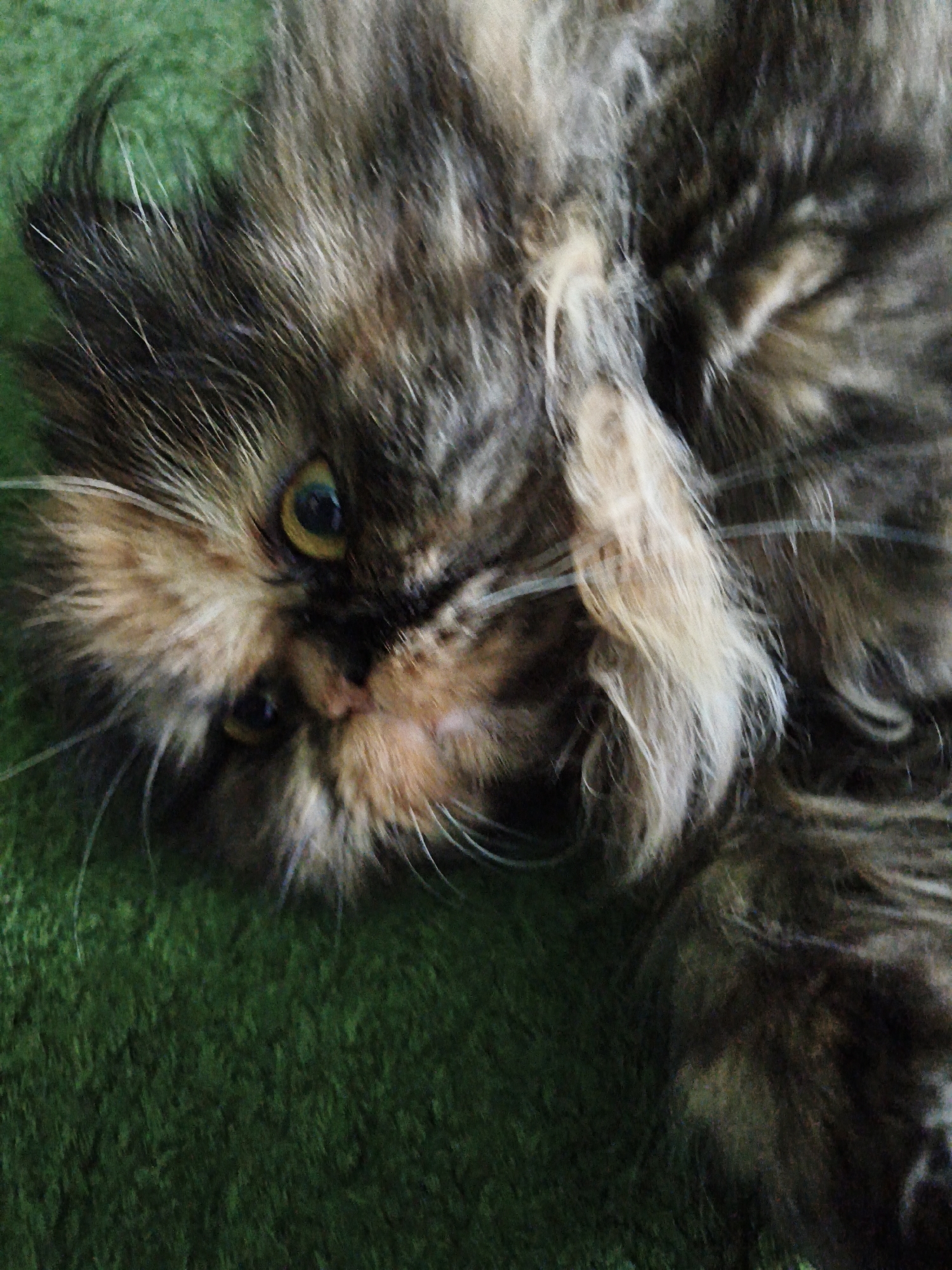 An extreme close-up, high-angle shot shows a fluffy, long-haired tabby cat lying on its side on a green carpet. The cat's head is tilted, and its eyes are partially closed, with one eye more visible than the other. The visible eye is yellow with a dark pupil. The cat's fur is a mix of brown, black, and tan, with white accents around its face and chest. Its whiskers are long and white, fanning out from its muzzle. The green carpet has a textured surface. The image is slightly out of focus, giving it a soft, dreamlike quality.