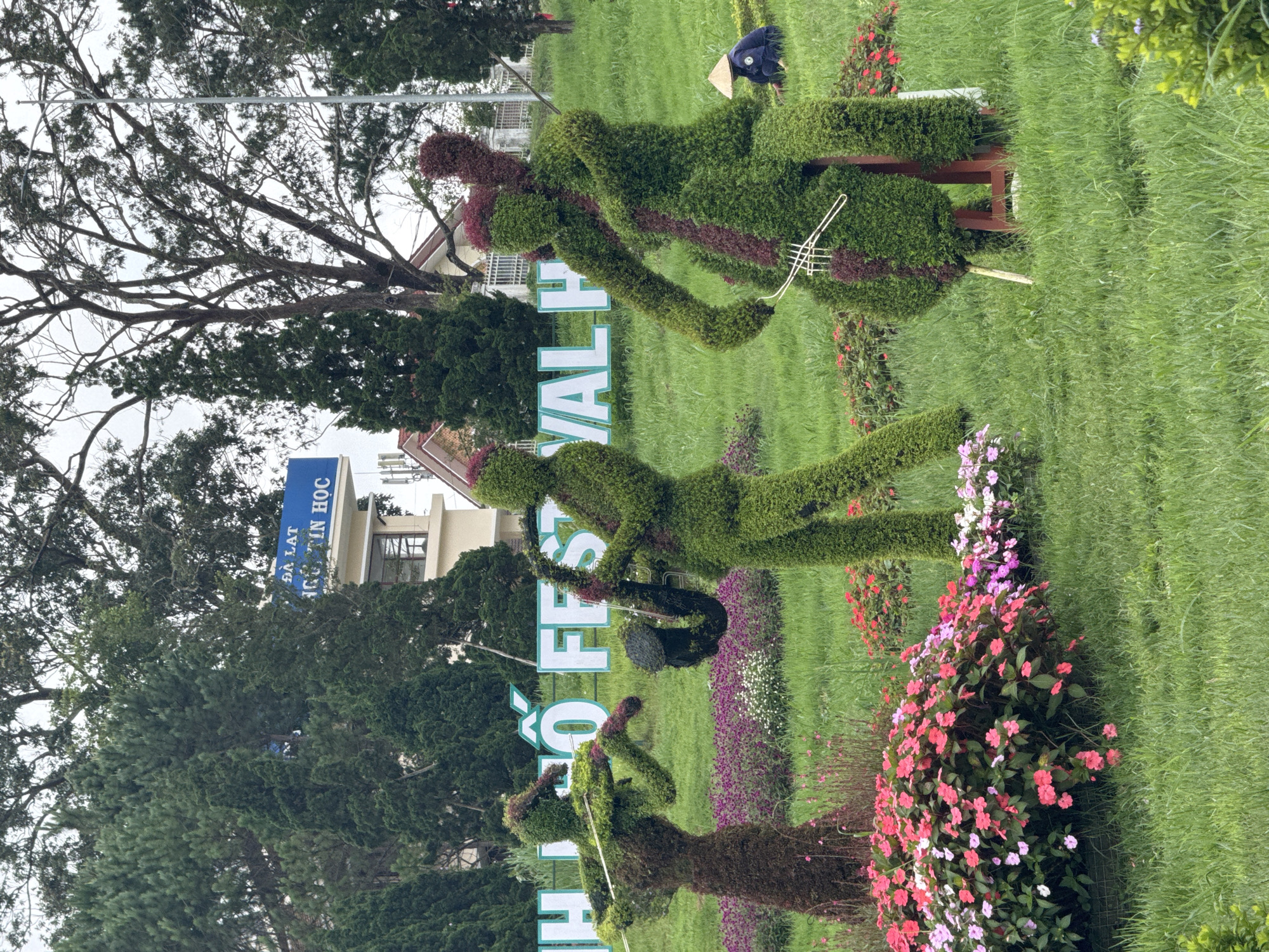 The image, correctly oriented, depicts an outdoor garden or park scene featuring elaborate topiary sculptures. Three distinct topiary figures, resembling musicians, are positioned on a lush green lawn.
From left to right, the first figure is crafted from dark green foliage, appearing to play a stringed instrument with a white, abstract bow. The second figure, made of lighter green foliage with reddish-brown accents, is posed as if playing a saxophone. The third and largest figure, also with green and reddish-brown foliage, is seated on a wooden bench-like structure and plays an instrument resembling a guitar or lute, featuring a white, abstract element.
Behind the topiary musicians, large white letters are arranged on the grass, clearly spelling out "FESTIVAL" (with "FE S Ó VAL H" being visible segments). Vibrant flower beds containing pink, red, purple, and white blossoms, along with neatly trimmed hedges, add color and structure to the garden.
In the background, a small, dark figure wearing a traditional Vietnamese conical hat (nón lá) is visible. Tall trees with both green foliage and bare branches frame the scene against an overcast sky. Buildings are discernible through the trees, with one structure prominently displaying a blue sign. The text on this sign includes "ĐÀ LẠT", "HỌC", and "TIN HỌC", providing a clear location cue.
The scene captures a curated public display, likely part of a festival or a permanent garden attraction, set during daytime under diffused light. The topiary figures and festive signage suggest an event or a celebratory atmosphere in Da Lat, Vietnam.