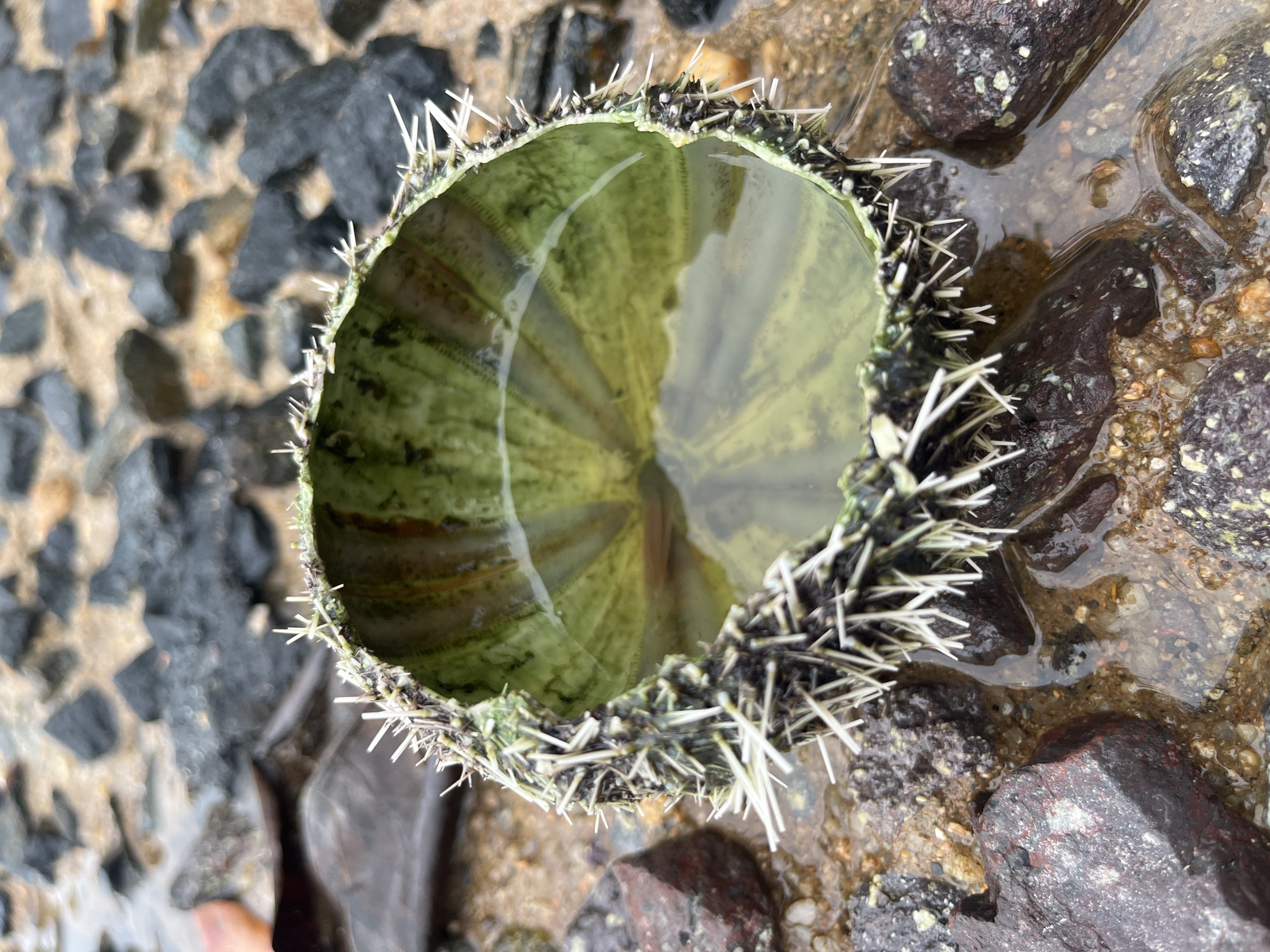 The image depicts a hollowed-out sea urchin shell filled with water, resting on a rocky, wet surface. The shell is primarily green with dark markings, and has numerous white spines protruding from its outer surface. The water inside the shell appears clear, reflecting the internal structure of the urchin. The surrounding environment consists of a mix of dark and light-colored rocks, some submerged in water. The composition and details of the image suggest an outdoor setting, possibly a shoreline or tide pool. The location is stated as Bac Nha Trang Ward, Vietnam.