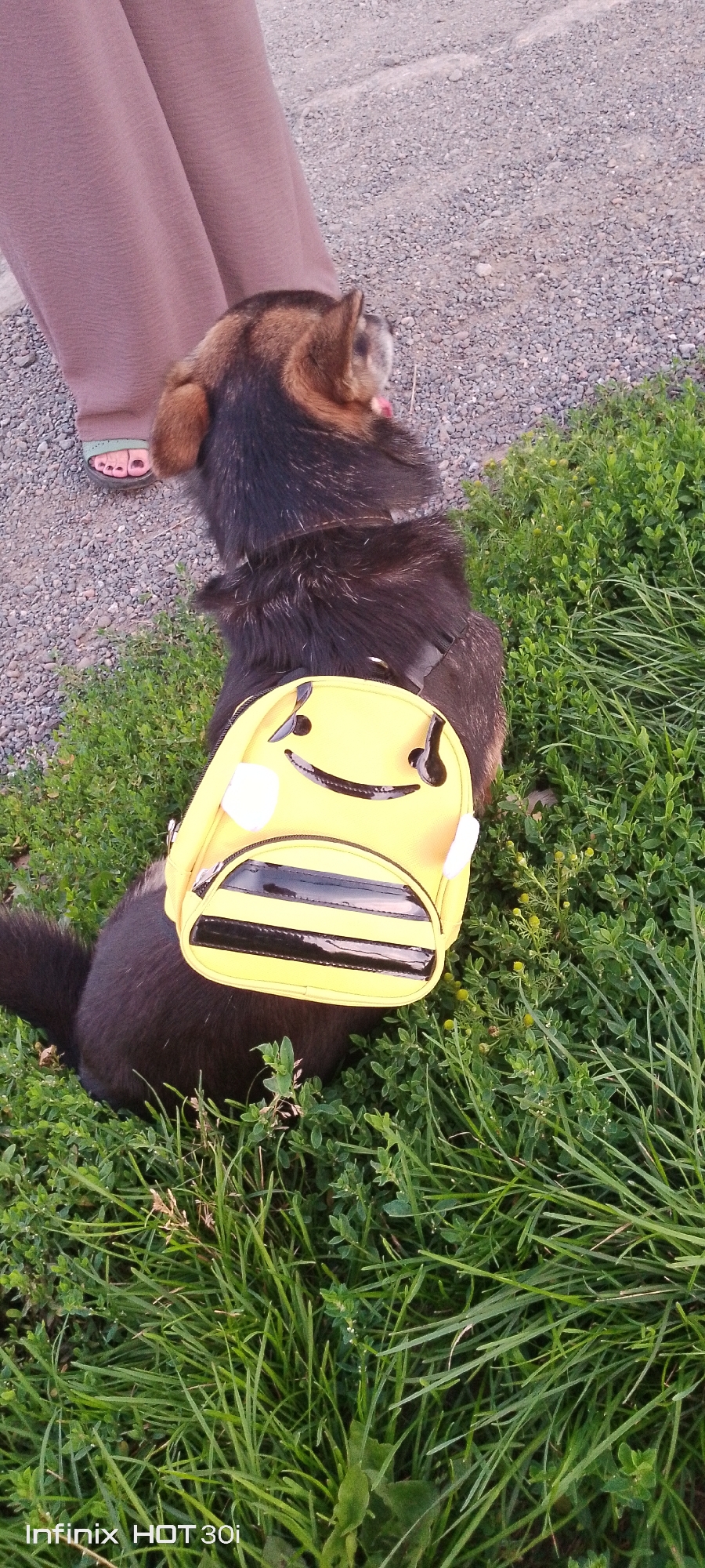 A dog wearing a yellow bumblebee backpack sits in the grass next to a person's legs. The dog has dark fur and its head is turned away from the camera, looking to the right. The backpack is bright yellow with black stripes and a smiling face. The person's legs are wearing brown pants and green sandals. The background consists of gravel and green grass. The image is not located in Kedrovy, Russia; it is a general outdoor scene.
