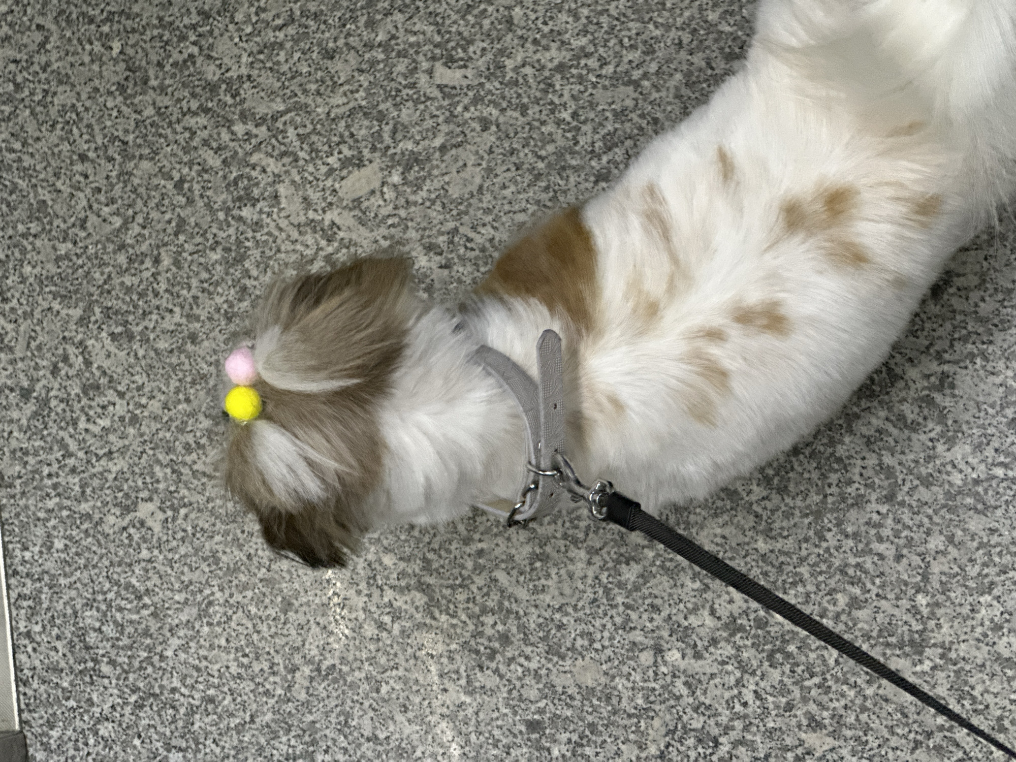 A small, white and brown Shih Tzu dog, wearing a gray harness and a leash, lies on a speckled gray surface. The dog has a pink and a yellow hair tie in its head fur. The location is Tbilisi, Georgia.