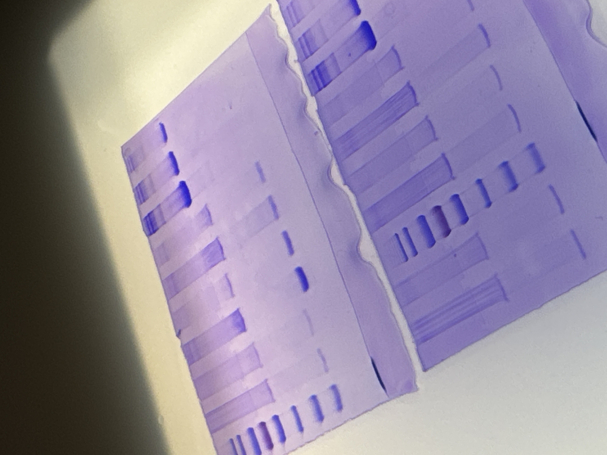 This media file presents a scientific gel, likely an electrophoresis gel such as SDS-PAGE, stained predominantly in purple and dark blue hues. The image is captured from an oblique angle, showcasing two distinct sections of the gel, separated by an irregular, wavy edge. Each section contains multiple lanes, displaying various protein bands as horizontal, rectangular stripes of darker purple against the lighter, translucent gel background.
The protein bands exhibit variations in intensity, thickness, and distribution across the lanes, indicative of differing protein concentrations and molecular weights. Some lanes feature a ladder-like arrangement of closely spaced bands, while others show fewer, more prominent bands. The gel is illuminated from underneath or placed on a bright, light-colored background, which appears mostly white or pale yellow. A darker, out-of-focus area is visible on the left side of the frame, suggesting the edge of an imaging device or a light source. There are no visible people, identifiable location cues, or discernible text within the image. The scene depicts the results of a laboratory experiment, specifically the separation of biological molecules.