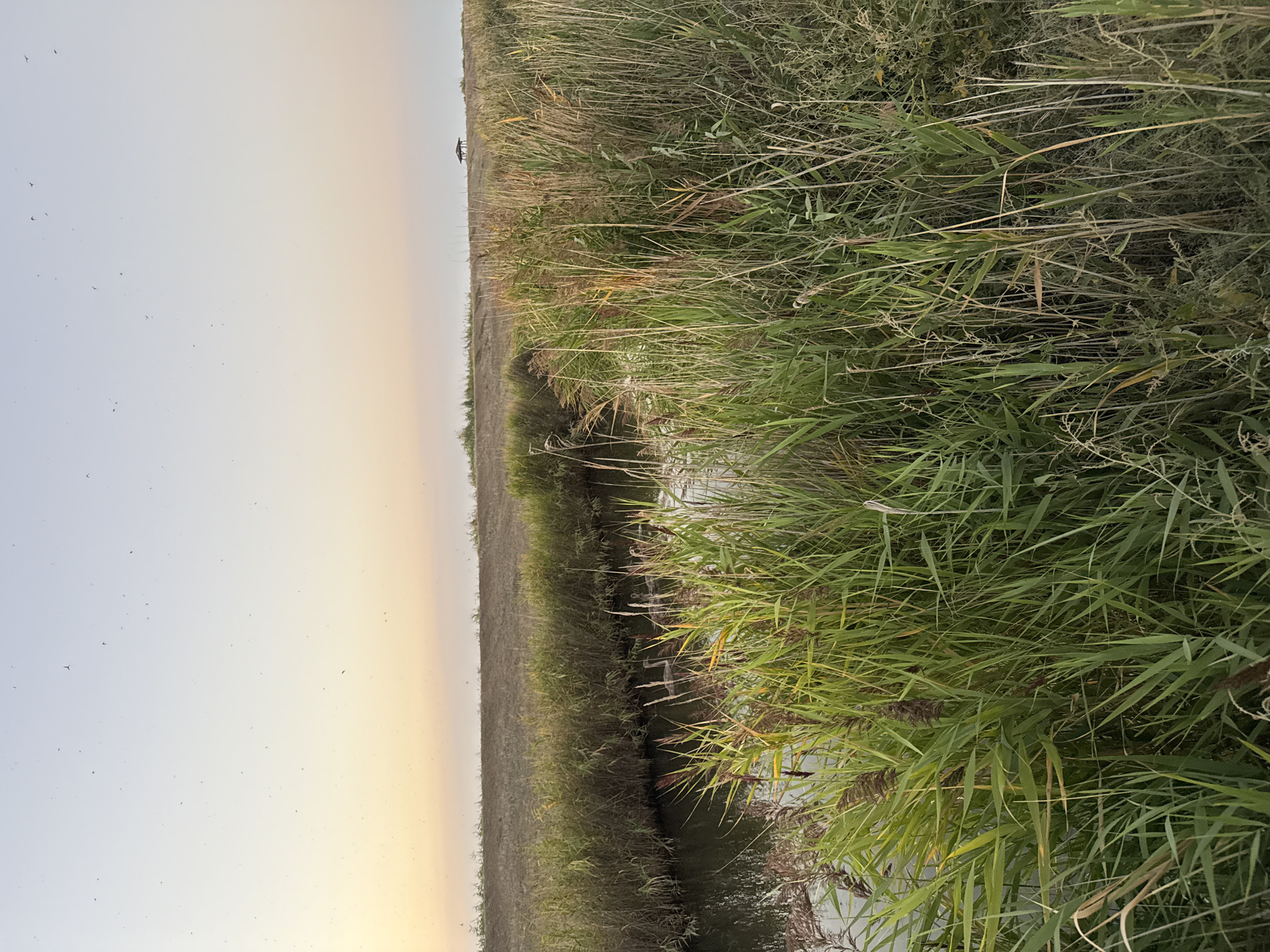 The image captures a natural landscape with a narrow body of water flowing through dense reeds and tall grasses. The water is dark and reflects the sky, with a few geese swimming near the left bank. The surrounding vegetation is predominantly green and appears lush, with some dry stalks interspersed. In the background, a gently sloping, dry, grassy hill rises, topped by a small, dark-colored pavilion or gazebo with a peaked roof. The sky is a pale gradient of pink and yellow near the horizon, transitioning to a clear, light blue overhead, suggesting either sunrise or sunset. Numerous small, dark specks are visible in the sky, possibly insects or distant birds. The scene is located in the Урожайновское сельское поселение, Ukraine.
