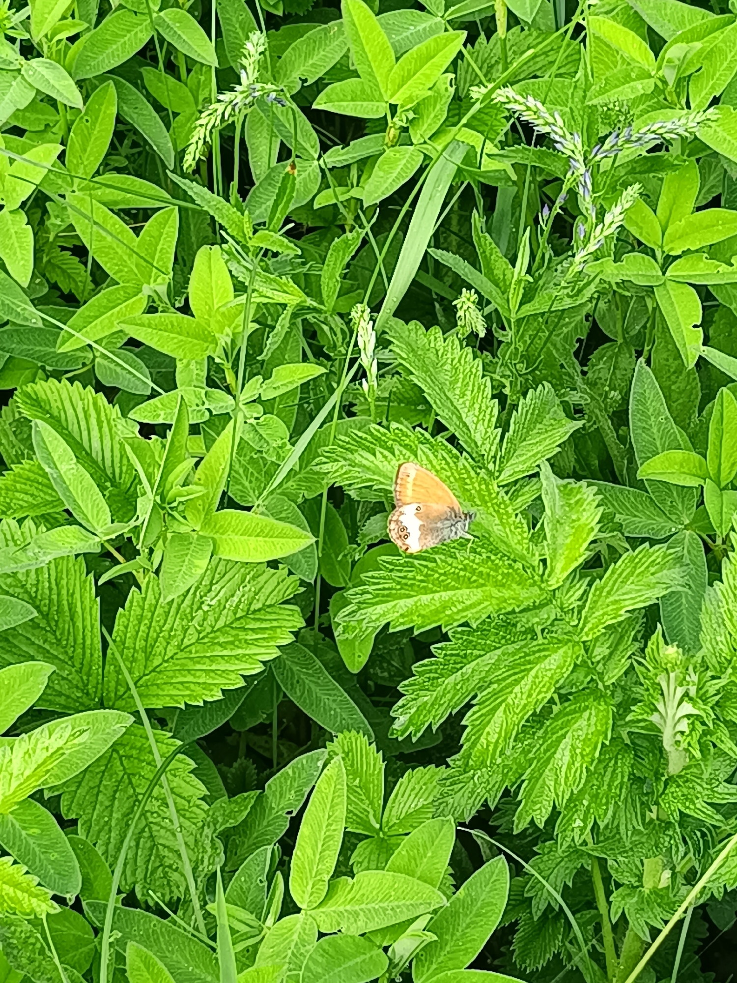 A small, light brown butterfly with white spots on its wings rests on a green leaf in a densely vegetated area. The surrounding environment is characterized by numerous green leaves of various shapes and sizes, some with serrated edges, and a few thin blades of grass. There are also some small, pale flower spikes visible. The lighting suggests an outdoor scene, possibly a park or natural landscape. The image is taken from a top-down perspective. The location in the city of Druzhba, Russia is not identifiable from the visual information presented.