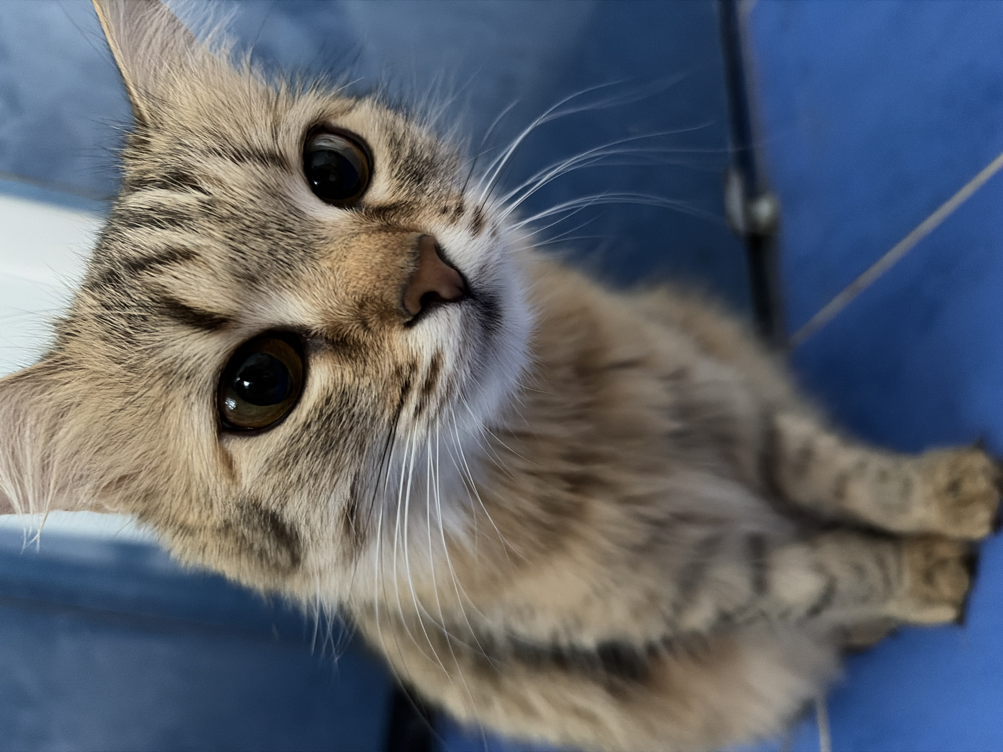 A close-up, angled shot captures a light brown tabby cat with dark brown eyes. The cat's head is tilted, and it is looking upwards at the camera. The cat has long white whiskers and a small pink nose. The background is a blue surface, possibly tile. The location in Chaikovsky, Russia is unknown based on the image.