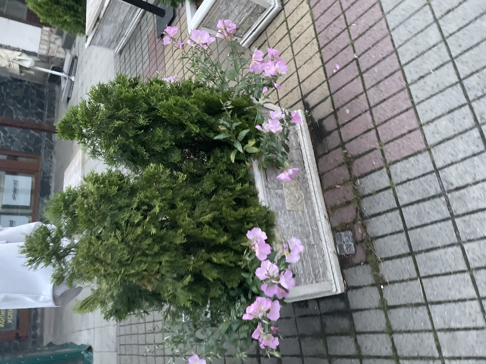 The image captures an outdoor street scene in Ihtiman, Bulgaria, featuring a large, rectangular planter box filled with lush greenery and vibrant flowers. The planter, made of a light-colored, possibly weathered wood or concrete material, contains two dense, dark green evergreen shrubs, likely a type of arborvitae or juniper. Cascading from the planter and growing amongst the shrubs are numerous light purple-pink flowers with prominent yellow centers, characteristic of evening primrose (Oenothera).
The planter rests on a paved ground composed of rectangular pavers, which are divided into distinct sections of reddish-brown and grey tiles. Moss or small weeds can be seen growing in the crevices between the pavers, indicating a natural aging of the pathway.
In the background, elements of a building are visible, including a wall made of light-colored bricks or tiles, a window with a white frame, and a darker wall section. On the left side, a white awning or outdoor umbrella is partially visible, hinting at an adjacent cafe or shop. A black metal support structure, possibly for a sign or awning, is also present. Text is visible on what appears to be a sign or window reflection, showing "Polaroid" and the Bulgarian word "услуги" (services), along with a partial, unidentifiable word starting with "коли". The lighting is soft and diffuse, suggesting an overcast day or indirect light. No people or specific activities are depicted in this static view of the street-side flora.