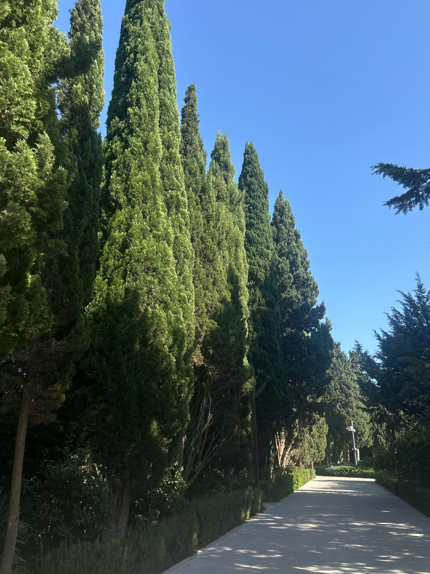 In the city of Sabail Raion, Azerbaijan, a sunlit pathway lined with tall, slender cypress trees stretches into the distance. The trees, with their dense, dark green foliage, create a natural canopy over the path, casting dappled shadows on the light-colored pavement. The sky is a clear, vibrant blue. In the background, hints of further trees and what appears to be a cross-shaped monument suggest a park or cemetery setting. The overall scene depicts a peaceful, well-maintained outdoor space bathed in bright daylight.