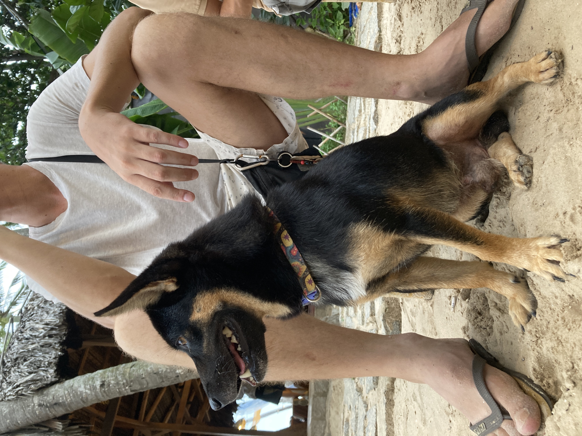 The image shows a person sitting with a dog in an outdoor setting, possibly a beach or a sandy area, in Mũi Né, Vietnam. The person is wearing a white t-shirt and patterned shorts and appears to be resting their arm on the dog's back. The dog is medium-sized, with black and tan fur and a colorful collar. The dog is lying down and looks relaxed. The ground is sandy, and there are some plants and a structure with a thatched roof in the background. The person is wearing flip-flops. There appears to be a dog leash attached to the person's belt or shorts.