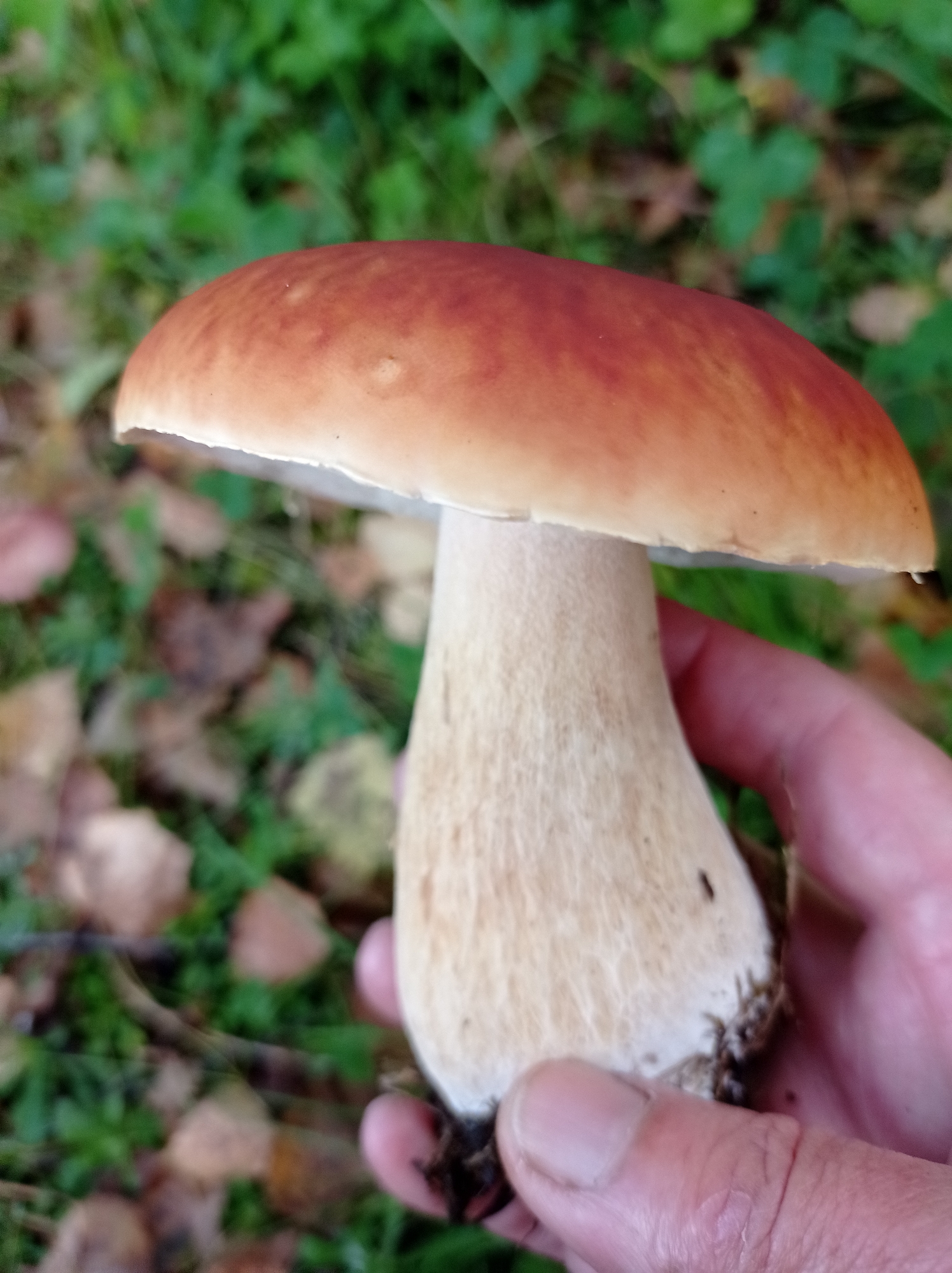 A close-up, eye-level shot shows a person's hand holding a large, freshly picked mushroom. The mushroom has a smooth, convex, reddish-brown cap and a thick, pale, cylindrical stem. The background is blurred, showing green foliage and scattered brown leaves, suggesting an outdoor, natural setting. The image was taken in Degtyarsk, Russia.