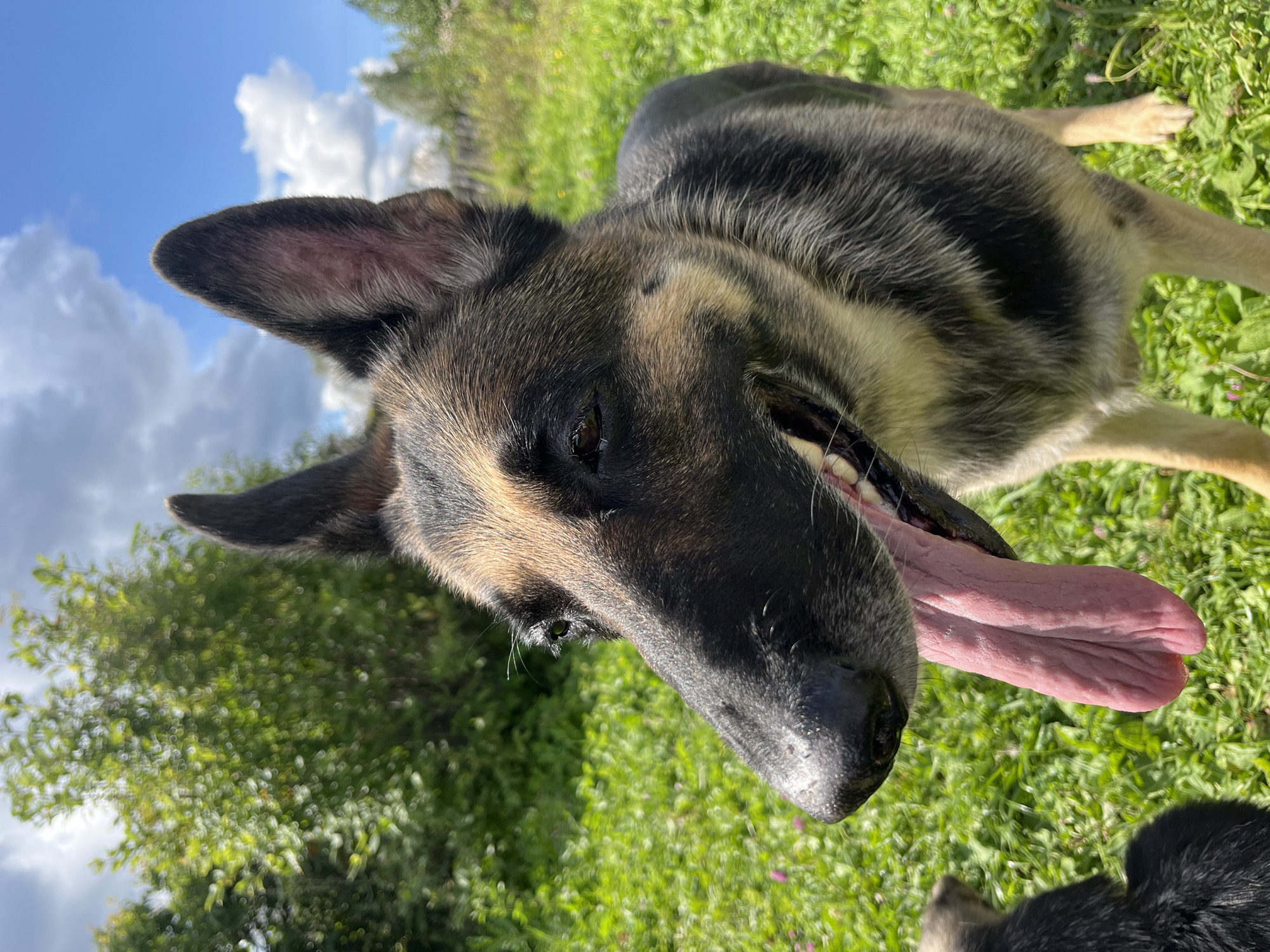 A German Shepherd dog with its tongue hanging out stands in a grassy field under a partly cloudy blue sky. The dog is facing to the left of the frame, with its head and upper body visible. The dog's fur is a mix of black, tan, and gray. In the background, there are trees and a wooden fence. The image appears to be taken outdoors on a sunny day. The location of Nizhny Tagil, Russia, is not discernible from the image itself.