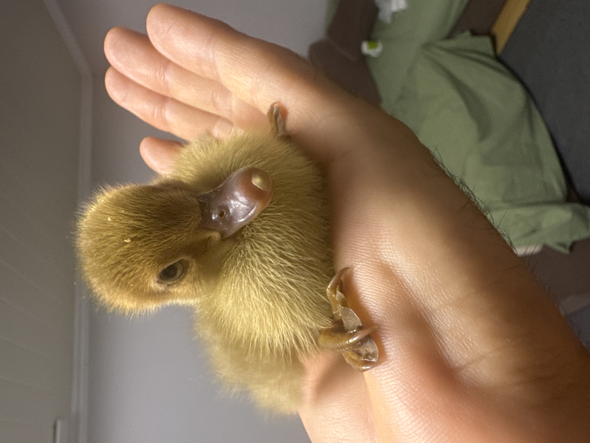 A close-up, slightly overhead shot shows a fluffy, golden duckling being held in a person's palm. The duckling's head is tilted forward, with its beak slightly open, revealing a pink interior and a small, yellow tip. Its dark eye is visible on the left side of its head. The duckling's downy feathers are soft and appear a bit ruffled. One of its tiny feet, with sharp claws, is visible on the palm. The hand is cupped to support the duckling, with the skin appearing fair-toned. The background is out of focus, showing a grey wall and hints of green fabric and a dark surface, possibly furniture, in what appears to be an indoor setting. The image does not contain any information about the city of Shcherbanka, Ukraine.