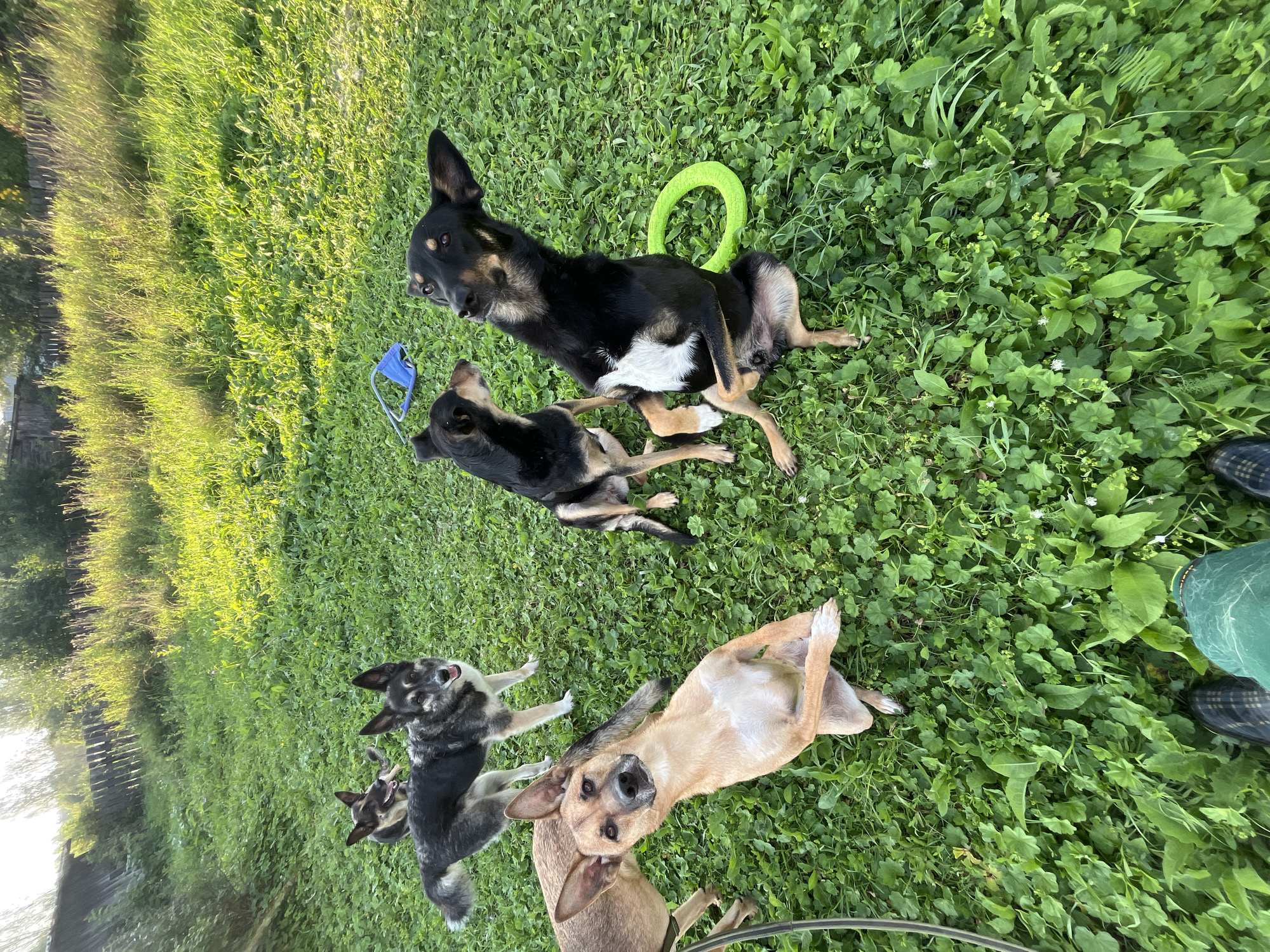 A high-angle, wide shot captures five dogs in a grassy, outdoor area on a sunny day. The dogs, varying in size and breed, are positioned throughout the frame. In the foreground, a tan dog sits on its haunches, looking up at the camera with its front paws crossed. To its left, a black and tan dog stands, facing away from the camera. In the middle ground, two dogs are visible: a larger black and tan dog sits upright on its hind legs, looking towards the upper right of the frame, with a bright green ring toy on the grass beside it. To the left of this dog, a smaller black and tan dog is also seated, looking left. Further back, near the left edge of the frame, another dog, mostly black with tan markings, stands and looks towards the left. The environment appears to be a backyard or park, with lush green grass covering the ground. In the background, a wooden fence and overgrown vegetation suggest a natural or semi-rural setting. The lighting indicates it is likely late afternoon, with warm sunlight casting shadows and highlighting the greenery. The scene does not contain any elements that would specifically place it in Nizhny Tagil, Russia.