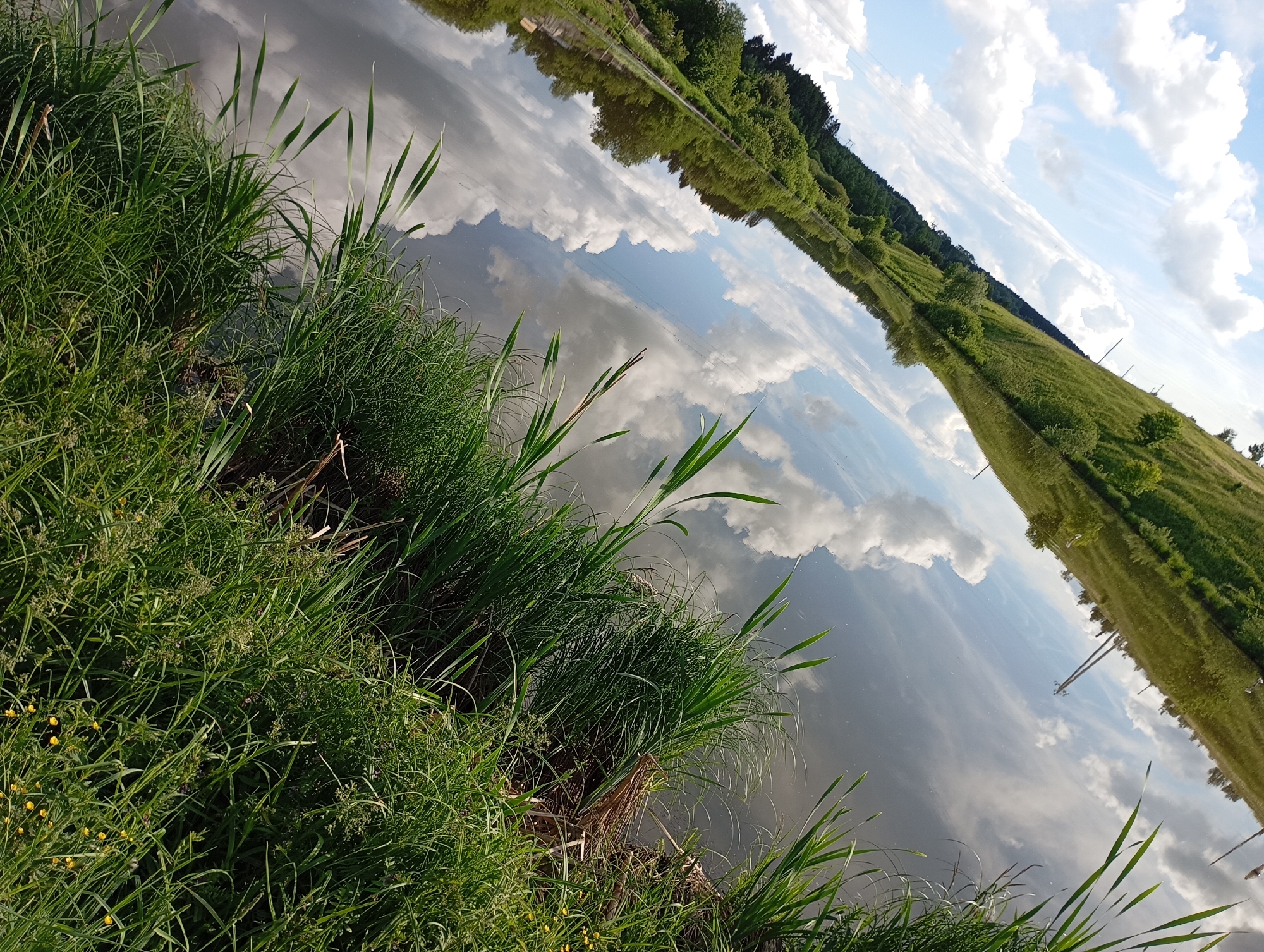 The image depicts a pond in Фоки, Russia, with the sky and surrounding landscape reflected in the water. The foreground features dense, green vegetation along the water's edge, including grasses and reeds. The reflection in the pond reveals a cloudy sky with patches of blue, along with trees and a grassy field stretching into the distance. Utility poles are visible in the reflection. The scene appears serene and natural.