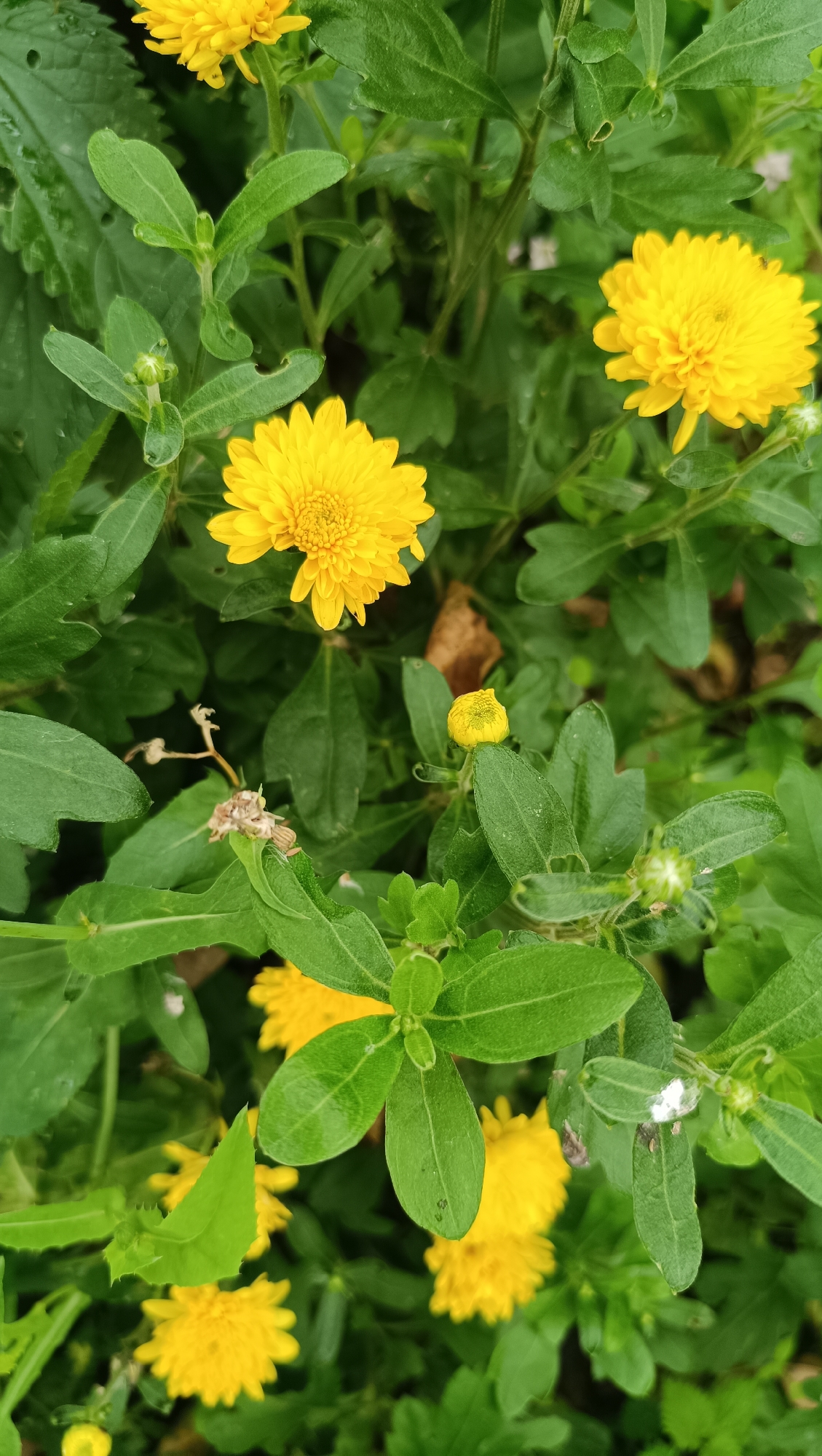 The image displays a close-up view of yellow chrysanthemums in bloom, surrounded by lush green foliage. The flowers are multi-petaled and vibrant yellow, with some in full bloom and others appearing as buds. The leaves are various shades of green, some broad and others more delicate, with a few showing signs of natural wear. The overall impression is one of a natural garden setting, likely outdoors due to the presence of sunlight and the organic textures of the plants. There are no discernible human subjects or urban elements; the scene appears to be a natural environment, possibly a park or garden within a residential area. The specific location in Karsha, Russia, is not evident from the visual information in the image.