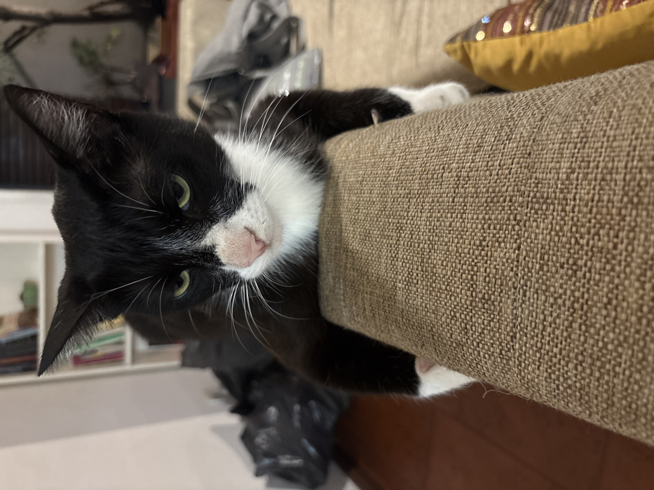 A black and white cat with green eyes is perched on a tan sofa. The cat's head is tilted downwards, its white chest and paws visible. The sofa's textured fabric is prominently displayed. In the background, there is a white shelf with books, a gray bag, and a yellow pillow. A black object rests below the cat.