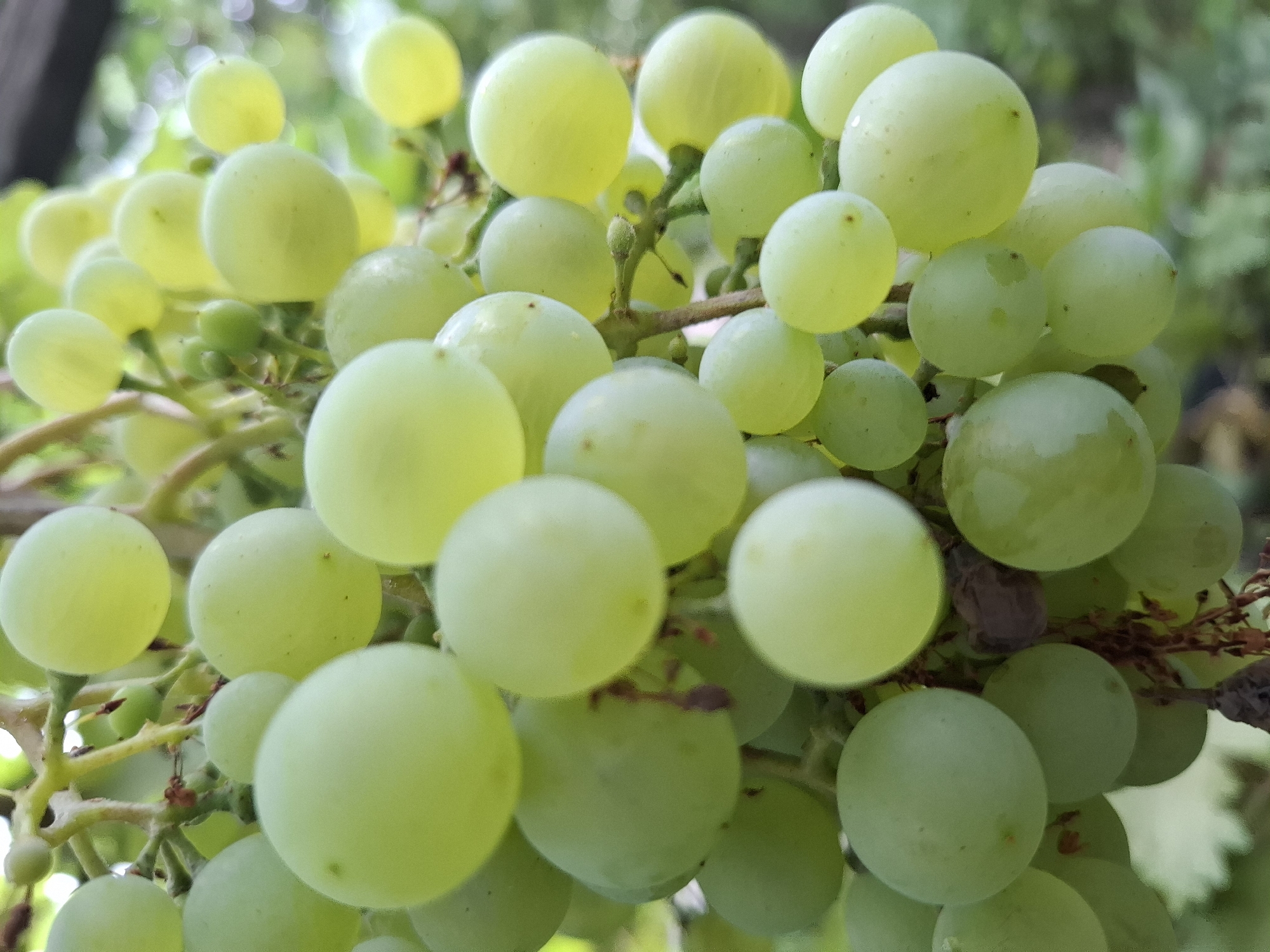 A close-up, vertical, outdoor shot captures a cluster of ripe, pale green grapes hanging from a vine. The grapes are round and plump, some with a slight sheen, suggesting dew or a light coating. The background is softly blurred, with hints of green foliage and a dark, indistinct object that could be part of a fence or structure. The lighting is natural, indicating daytime. There are no people or animals visible. The image composition focuses entirely on the fruit, highlighting its texture and color. The overall impression is one of natural abundance and ripeness. The specific location in Almaty, Kazakhstan, cannot be determined from the visual information alone.