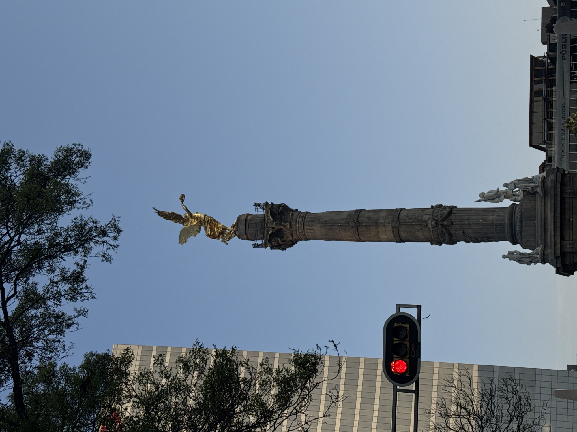 The image, rotated 90 degrees clockwise, presents a dynamic upward view of the Angel of Independence monument in Mexico City, set against a bright, clear blue sky. The central subject is the iconic monument, featuring a tall, dark column topped with a prominent, gilded bronze statue of Nike, the Greek goddess of Victory, depicted with large, outstretched wings and holding a laurel wreath.
At the base of the column, several white sculpted figures are visible, some standing and others reclining. To the left (when the image is viewed upright), a lush green tree with dense foliage frames a portion of the sky and partially obscures a building. To the right, a black traffic light is conspicuously placed in the foreground, displaying a prominent red signal light. The abbreviation "CDMX" is visible vertically on the side of the traffic light's mounting structure.
In the background, beyond the monument, modern buildings rise against the sky. One building to the right (when upright) features scaffolding and a banner with visible text including "PÚBLICO" and "espacios de trabajo en renta" (spaces for rent/workspaces for rent). The bright, even light and cloudless sky indicate a daytime setting with fair weather. The perspective is from ground level, looking up, capturing both a historic landmark and contemporary urban elements.