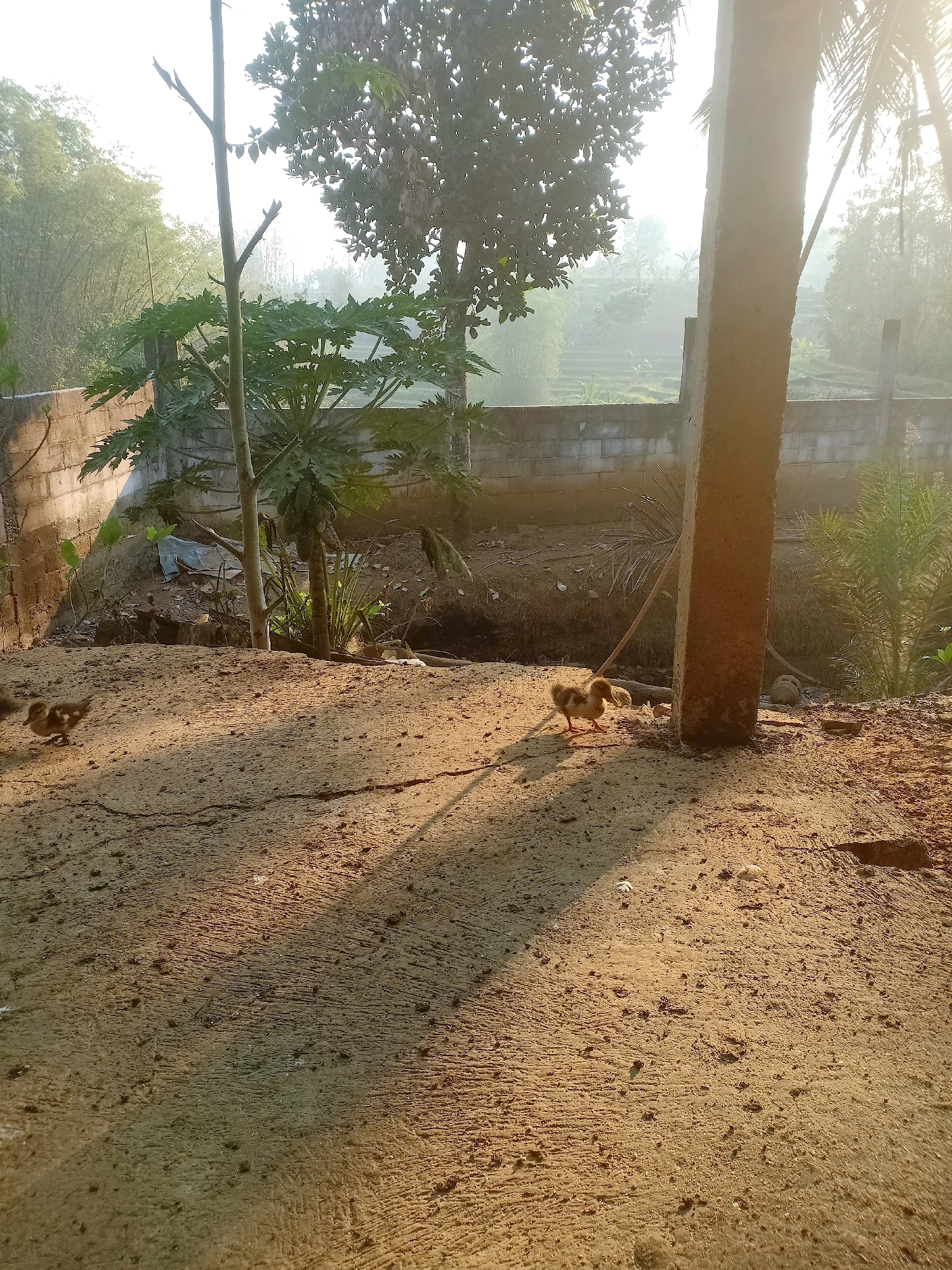 In Tasikhargo, Indonesia, on a sunlit day, three ducklings are observed in a sandy, outdoor area. One duckling is positioned in the foreground, to the right of center, with its body facing left. Another duckling is to the far left of the frame, partially obscured by shadows. A third duckling is near the center, behind the first duckling. The ground is composed of coarse sand and scattered debris. In the background, a concrete wall runs horizontally across the image. Beyond the wall, vegetation, including trees and what appears to be terraced fields, is visible. A tall, weathered wooden post stands in the right mid-ground, casting a shadow. The sky is bright and hazy, suggesting early morning or late afternoon sunlight.