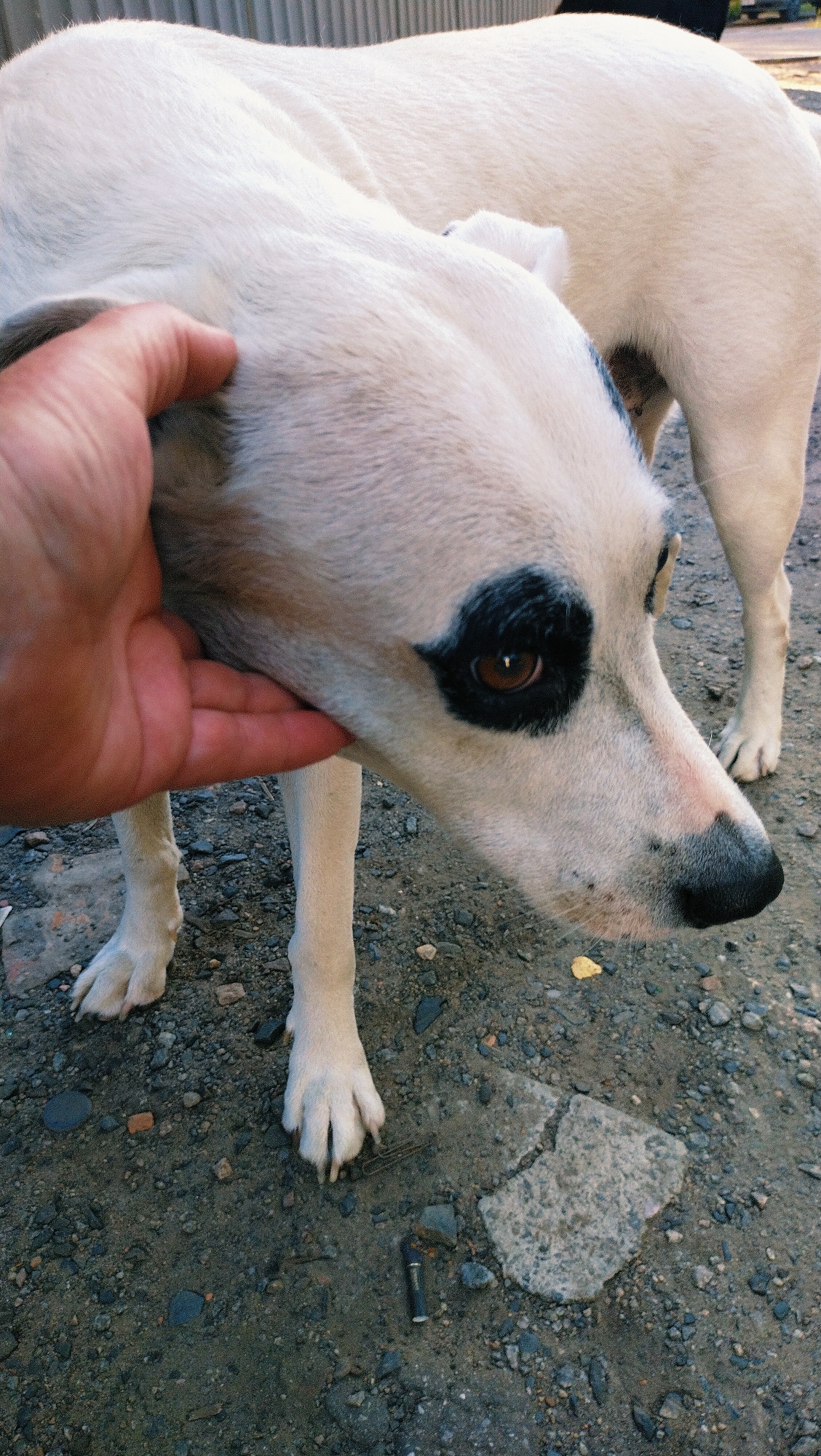 A close-up, eye-level shot captures a hand gently holding the jaw of a white dog with black markings around its eyes, standing on a gravelly surface. The dog's head is turned to the right, revealing its left eye. In the background, another white dog is partially visible. The environment appears to be outdoors, with a fence in the far background. The ground is covered in small stones and dirt, with some debris scattered around. The lighting suggests it is daytime.