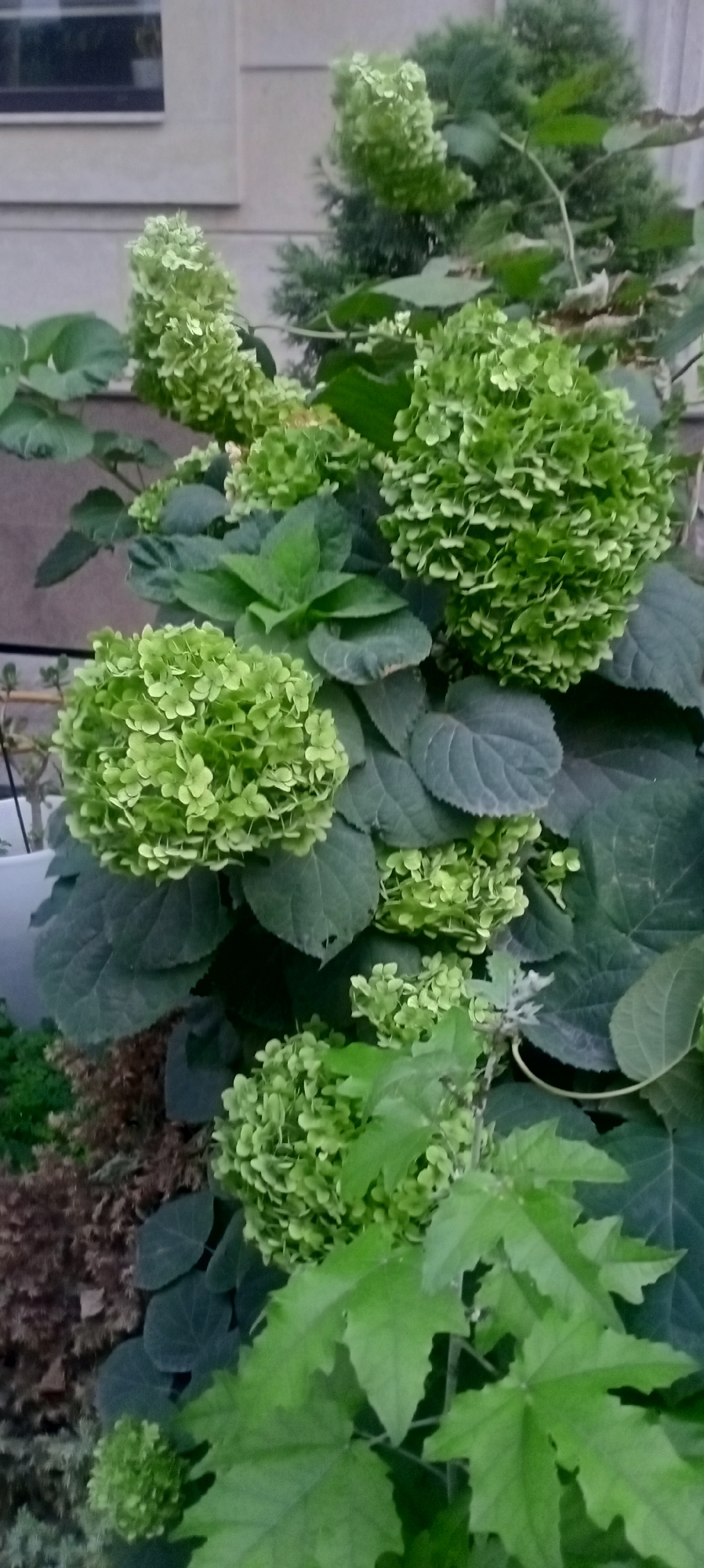 The image displays a close-up view of a garden with several clusters of light green hydrangeas. The flowers are spherical and densely packed with small, delicate petals. Large, dark green hydrangea leaves form a lush backdrop. The plant is situated outdoors, with a building in the background that has light-colored siding and a dark-rimmed window. To the left of the hydrangeas, a portion of a white pot is visible. The foreground shows some brown, textured ground cover and some other green foliage, including leaves with distinct lobes. The lighting suggests it is daytime, likely overcast or late afternoon, as there are no harsh shadows. The scene appears to be a residential or public garden space within Bishkek City, Kyrgyzstan.