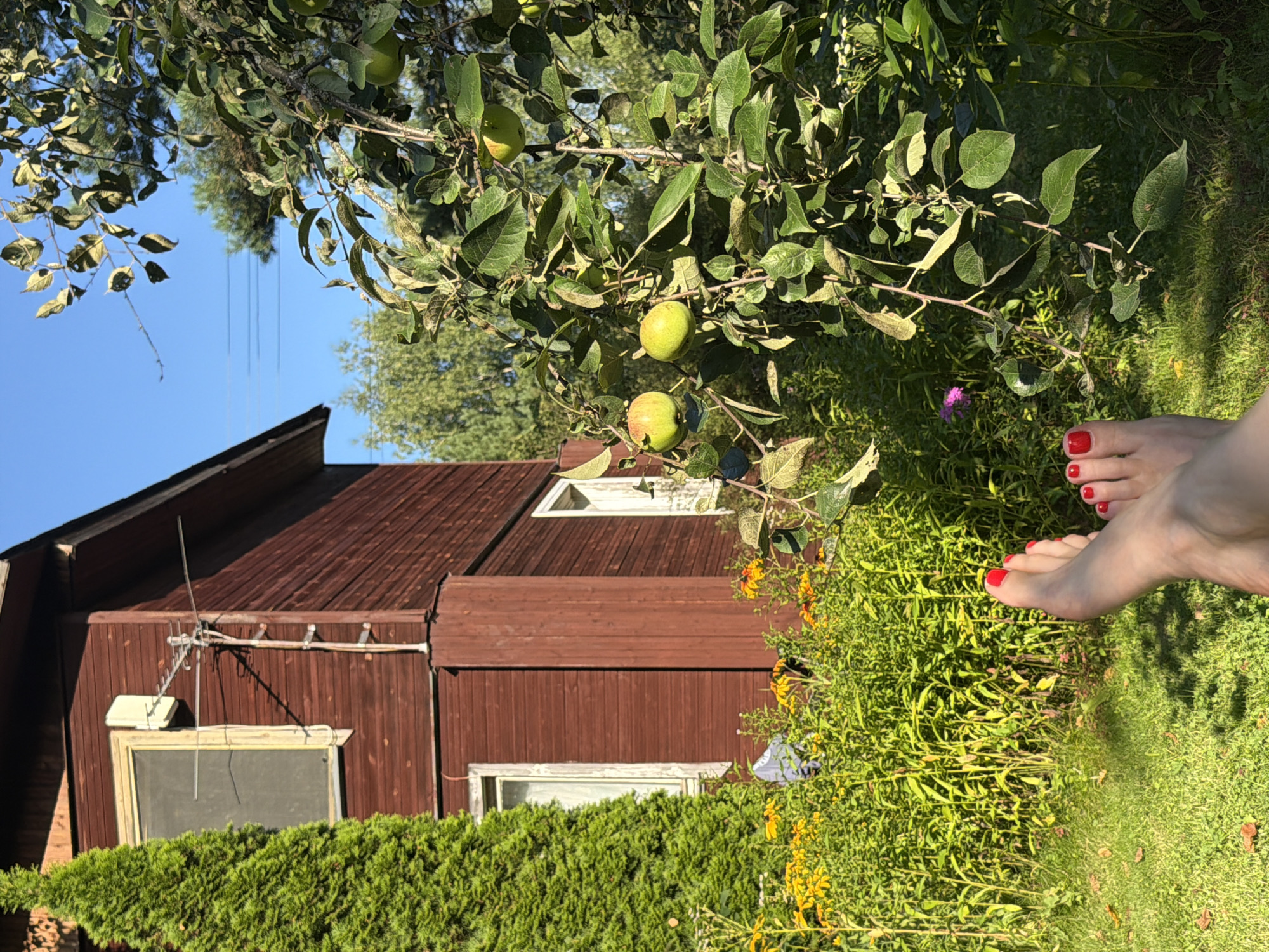 The image depicts a sun-drenched outdoor scene in a residential area, likely a dacha or country house. In the foreground, a person's bare feet with bright red nail polish are visible, resting on a green lawn. Behind the feet, a dense garden with tall green plants and yellow wildflowers is present. To the left, a tall, conical evergreen tree stands next to a portion of a two-story wooden house, painted a dark reddish-brown. The house has a visible window with a cream-colored frame and an outdoor antenna attached to its side. To the right, an apple tree with several green apples is in the frame, with lush green leaves. The background features more trees and a clear blue sky with two visible power lines. The setting appears to be peaceful and rural, possibly within the Стрела-2 Снт (SNT) in Russia, given the typical characteristics of such settlements.