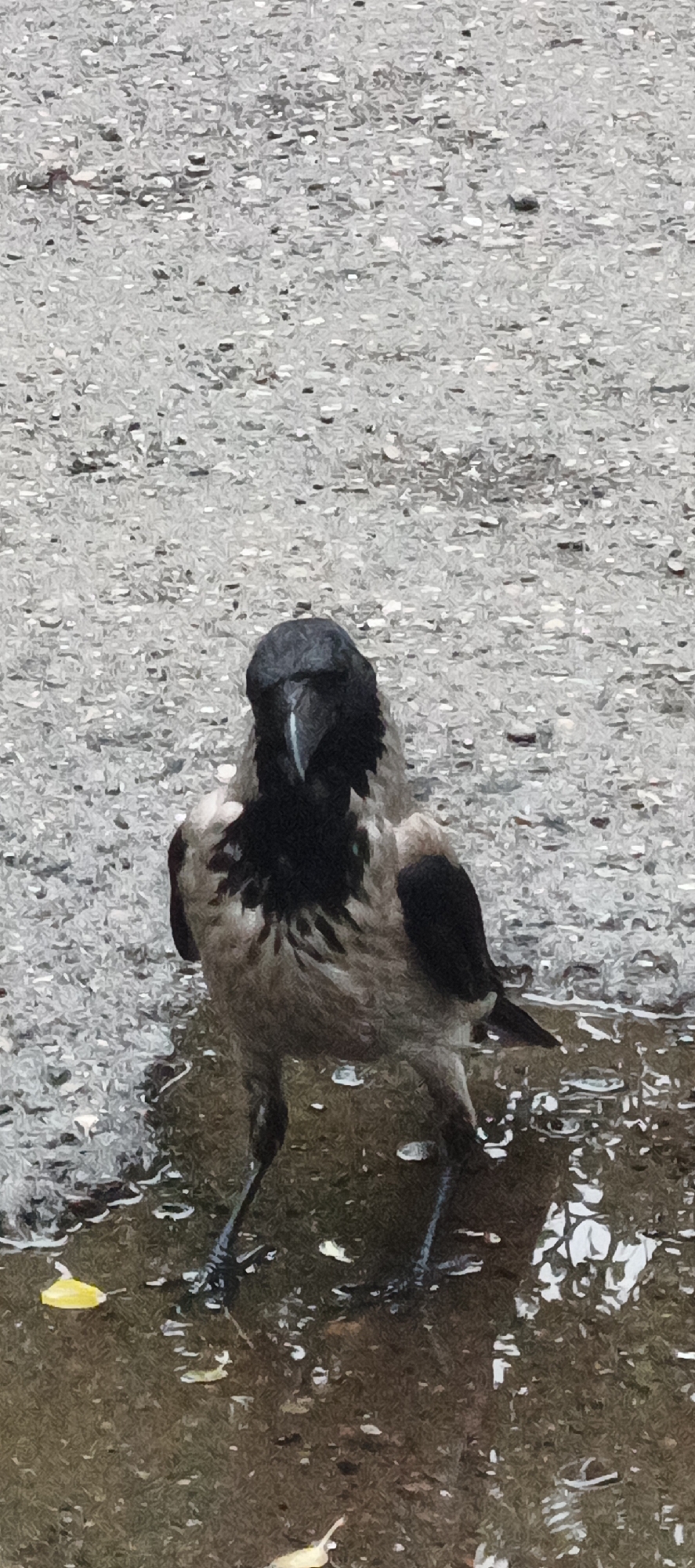 The image depicts a hooded crow (Corvus cornix) in the city of Chaikovsky, Russia. The crow is positioned centrally, standing in shallow puddles on a textured grey surface, consistent with wet asphalt or coarse concrete. Its plumage features a black head, throat, primary flight feathers, and tail, contrasting with its grey body feathers. The bird's dark beak displays a distinct pale blue-grey streak along the culmen. It faces directly towards the viewer. Its legs and feet are submerged in the water, which reflects the overcast sky. Scattered small debris and a prominent yellow leaf are visible in the puddles and on the surrounding damp ground. The overall lighting is soft and diffused.