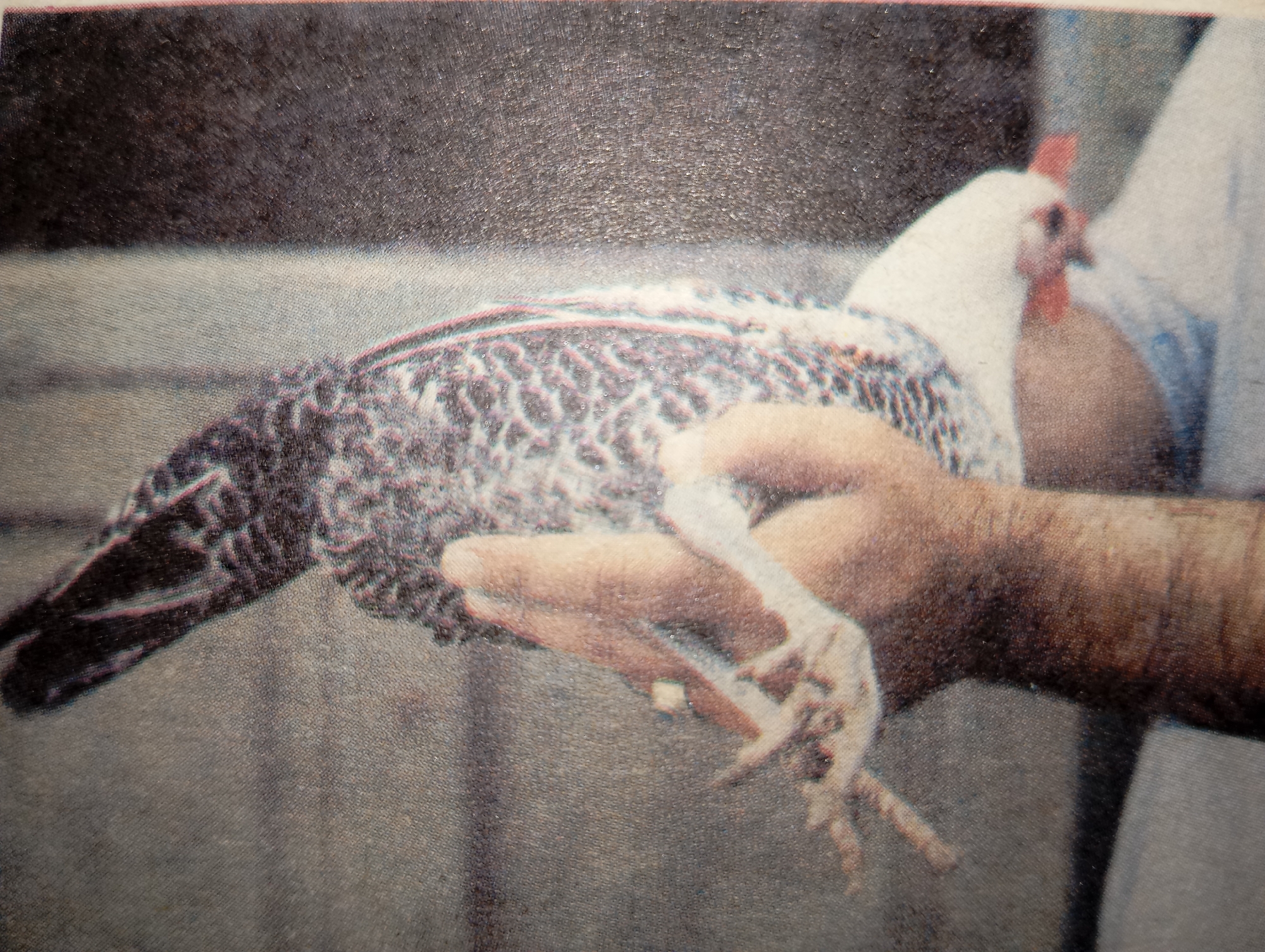 A person is holding a white and black speckled chicken in their hands. The chicken is facing left, with its head turned slightly towards the viewer. The person's hands are supporting the chicken's body and legs. The background is blurred and appears to be an outdoor setting, possibly a farm or rural area. The image is a photograph, and the quality suggests it may be an older or low-resolution print. The location in the city of Hakale, Pakistan, is not evident from the image itself; this information would need to be provided externally.