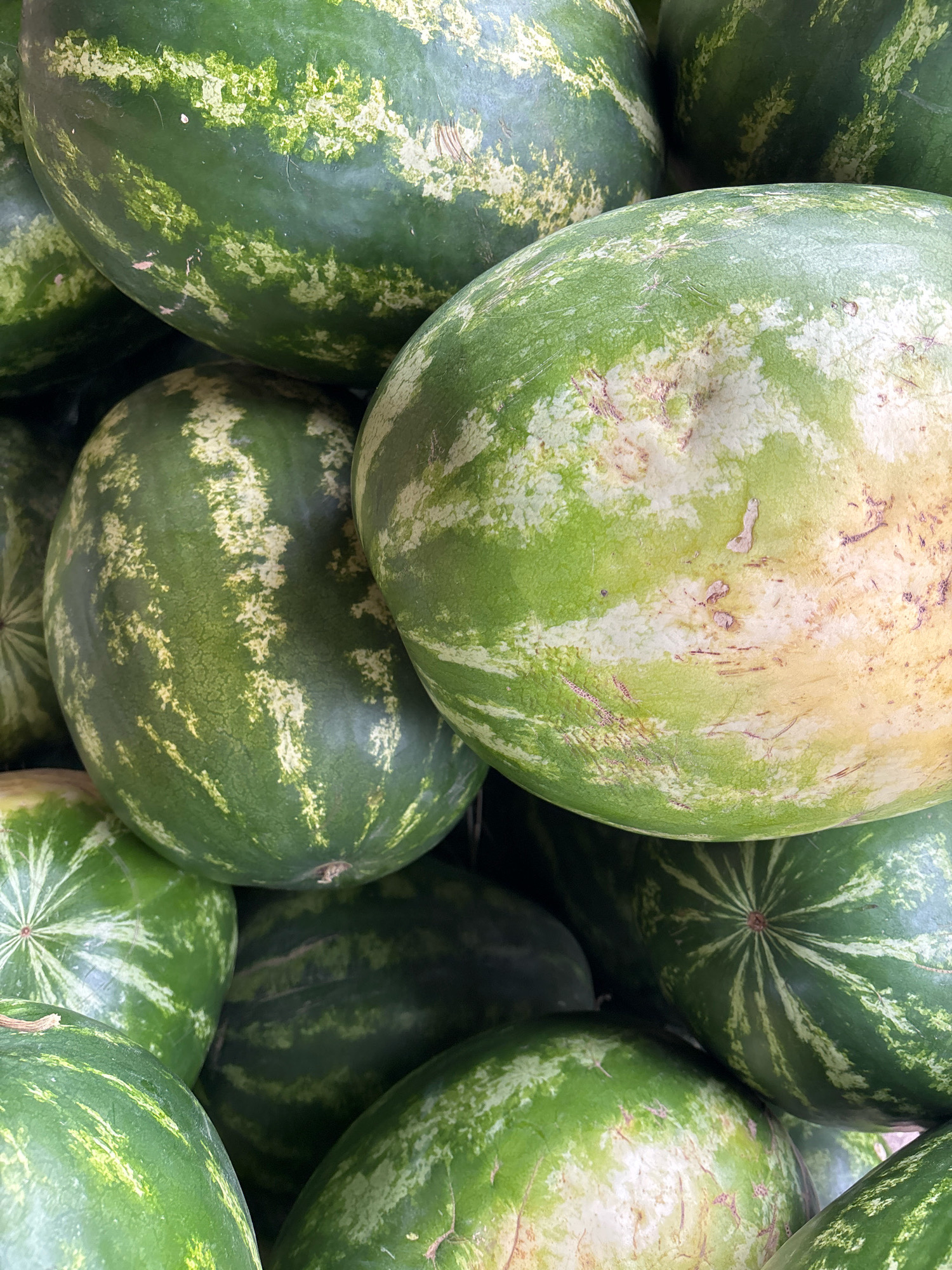 A close-up, overhead view shows a pile of watermelons at a market. The watermelons are round to oval, with dark green rinds and lighter green striped patterns. Some have yellow or white patches where they rested on the ground or other melons. The scene is lit with bright, natural light, suggesting it is daytime. The environment appears to be an outdoor market, possibly in Zvenigorod, Russia, given the context, although there is no visual evidence in the image to confirm this specific location. There are no people or animals visible in the image.