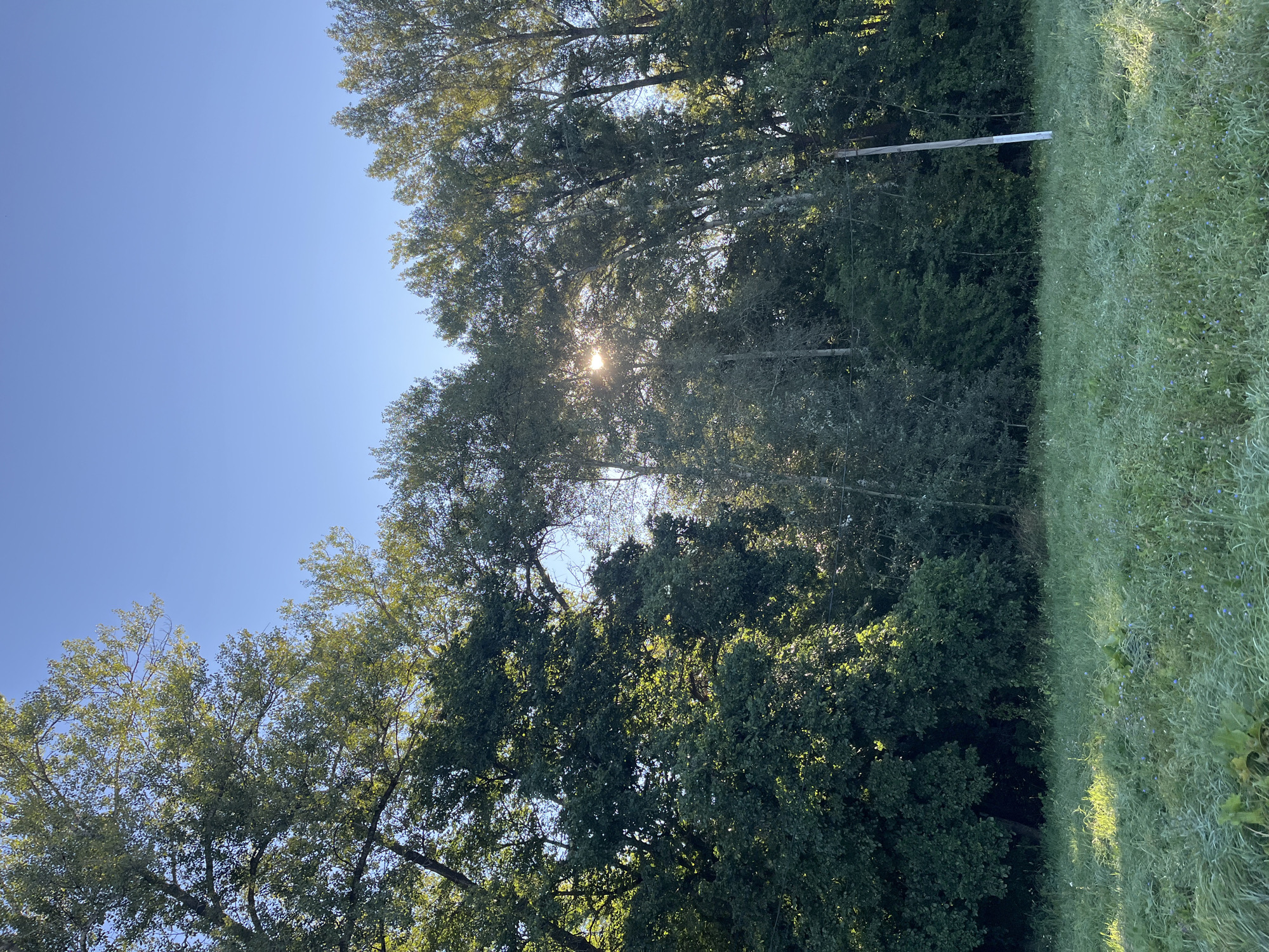 The image shows a sunlit clearing in a wooded area. The sun is visible through the trees, casting rays of light. The foreground is a grassy field with some small blue flowers. In the background, there is a dense line of trees. A light-colored pole with a white band is visible on the right side of the image. The sky is clear and blue. It is a sunny day in Blagoveshchensk, Russia.
