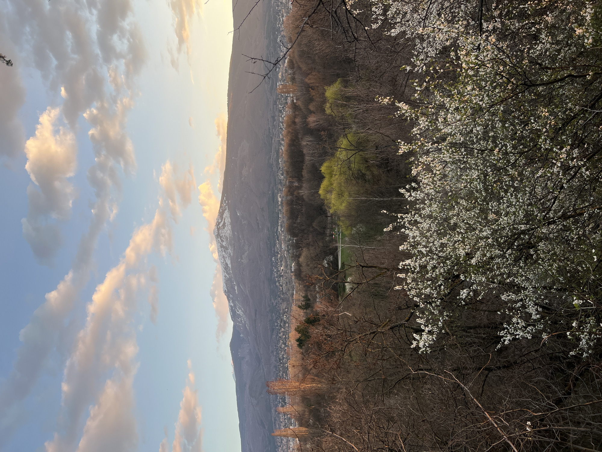 The image shows a landscape with a mountain range on the left side of the frame. The sky is blue with scattered clouds tinted with a golden hue, suggesting either sunrise or sunset. The mountains are partially covered with snow near the top. A city extends from the base of the mountains. The foreground features trees, some of which are bare and others that are in full bloom with white flowers. The image is taken from an elevated perspective, providing a wide view of the scene. The location appears to be near Sofia, Bulgaria, but there's nothing in the image to confirm that. The image captures a peaceful, natural landscape combined with an urban area in the distance.