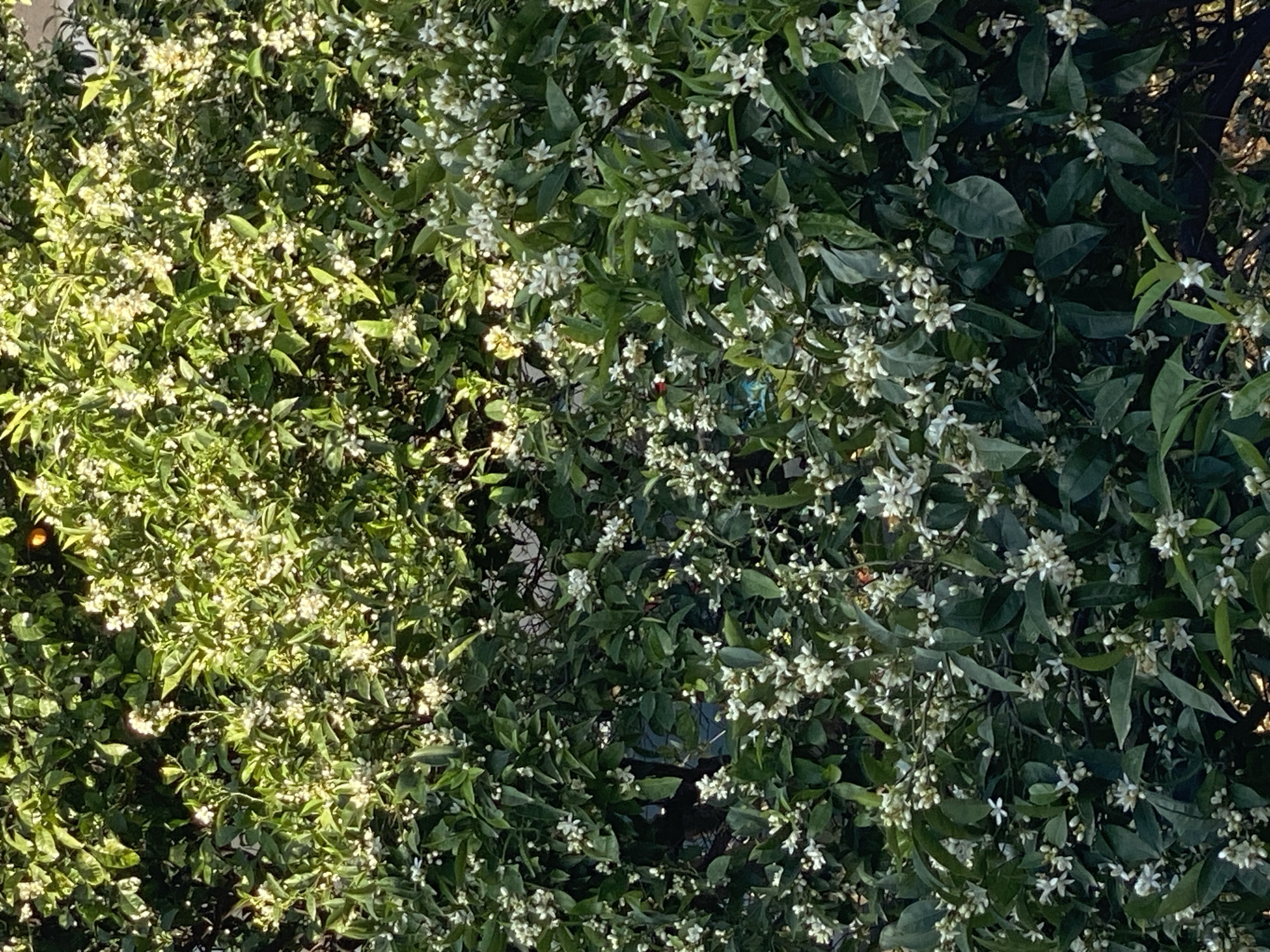The image presents a close-up, overhead view of a densely foliated tree or shrub, generously covered in numerous small, white flowers. The scene depicts an outdoor natural environment, likely a garden or orchard in Budva, Montenegro.
The plant's canopy fills the entire frame. The left side of the image is brightly illuminated by direct sunlight, causing the white blossoms and lighter green leaves to appear vibrant and creating strong highlights. Among the bright foliage on the far left, a small, round, orange-colored fruit or bud is visible, suggesting the tree could be a citrus variety, such as an orange tree in bloom.
In contrast, the right side of the image is largely shaded, featuring deeper green leaves and the white flowers appearing softer due to less direct light. The white flowers are clustered throughout the branches, forming a thick layer over the green foliage. The clear distinction between the sunlit and shaded areas indicates it is daytime with bright, sunny weather. There are no people, specific objects beyond the plant itself, or any visible text in the image. The profusion of blossoms suggests the season is springtime.
