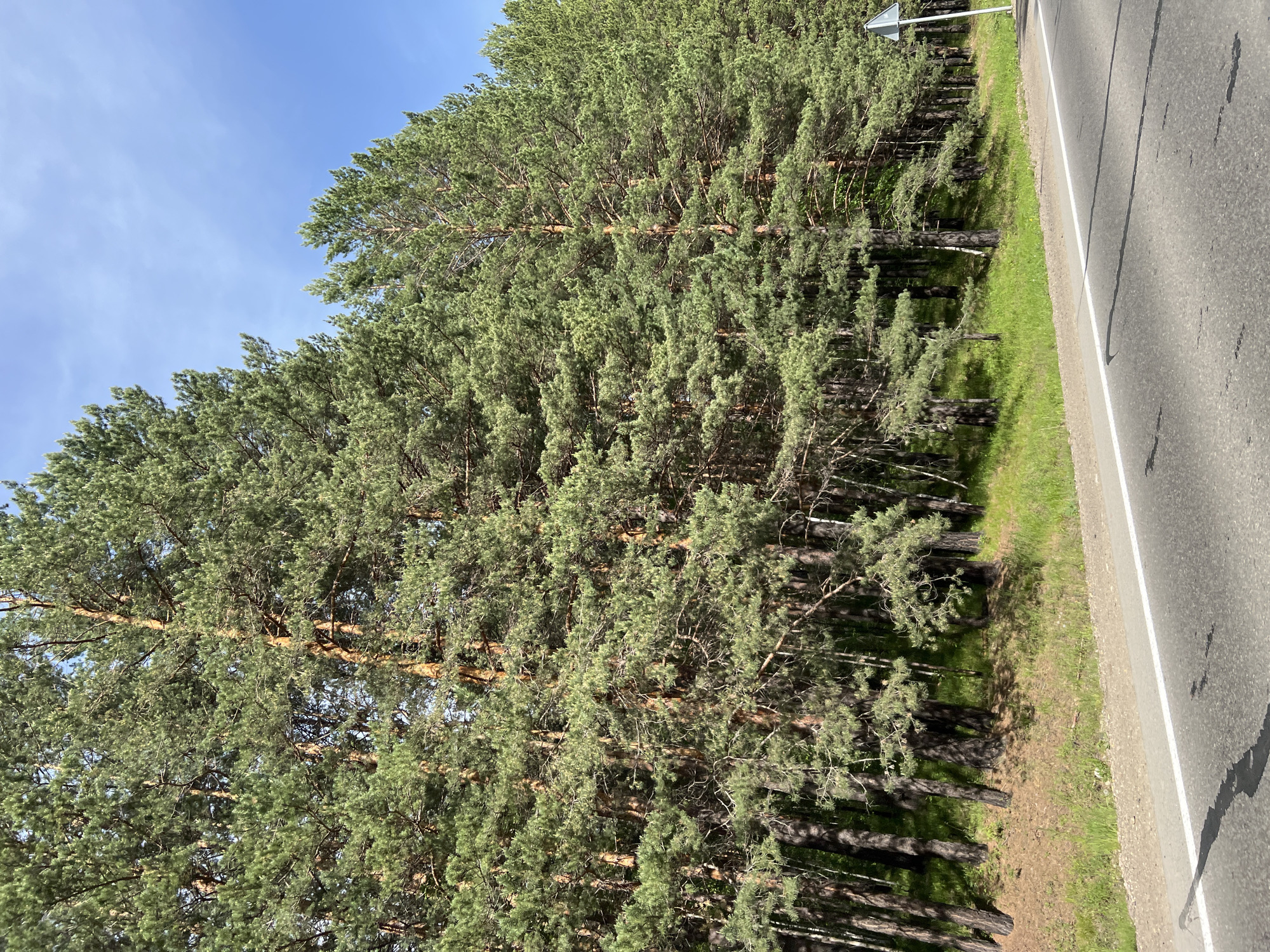 The image shows a roadside view in Patrony, Russia. A dense line of tall pine trees lines the left side of the frame, their green needles creating a thick canopy. The trees grow on a grassy slope. In the foreground, a paved road stretches from the bottom edge of the image towards the right. A white line marks the edge of the road. A triangular road sign on a white post is visible on the far right. The sky above is clear and blue.