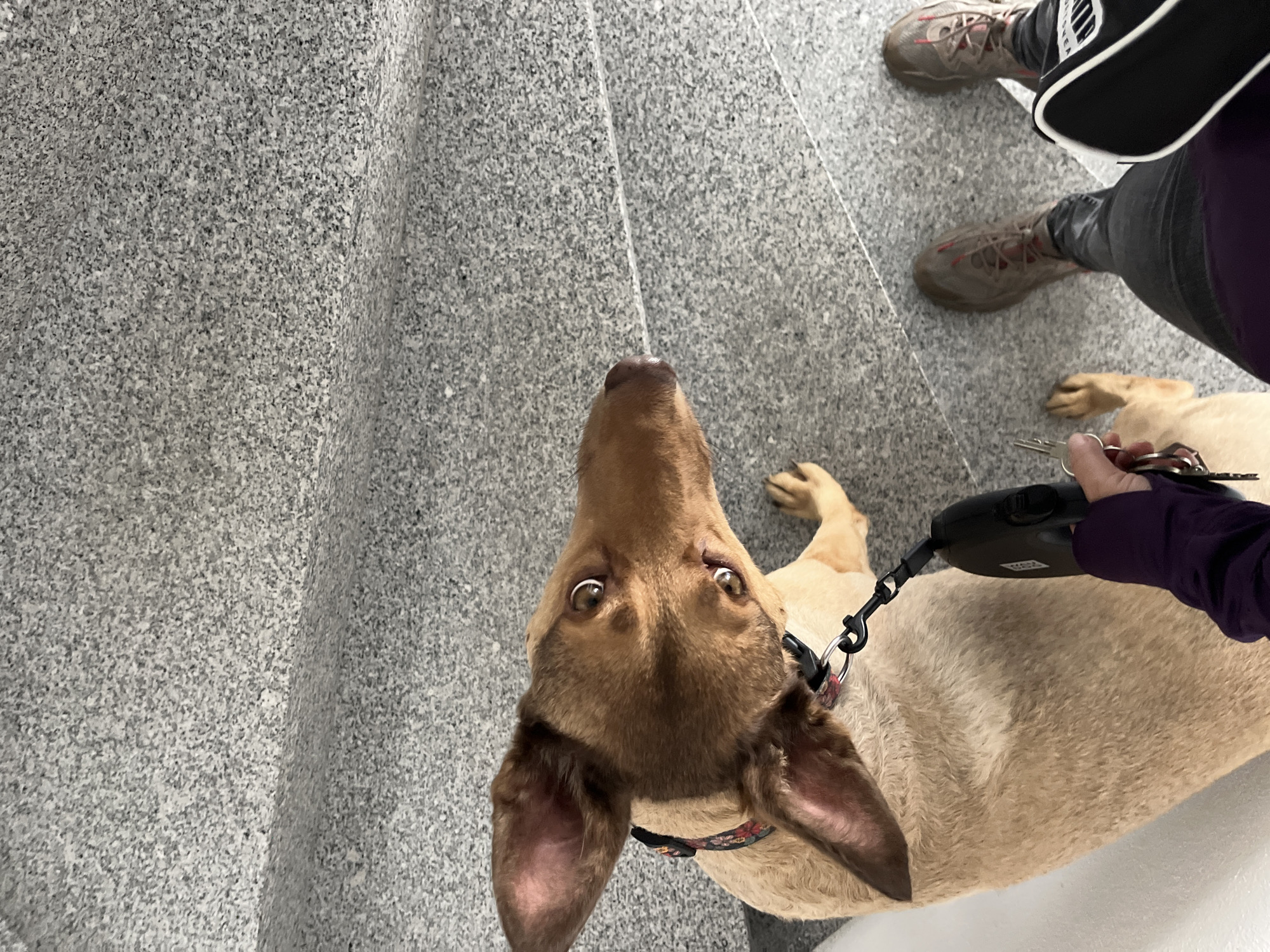 The image shows a person's legs and feet, wearing dark pants and brown athletic shoes, standing on a speckled grey floor. A dog, a medium-sized breed with tan fur and large ears, is standing next to the person, looking up at the camera. The dog is wearing a patterned collar and is attached to a retractable leash held by the person. The person is also holding a set of keys. The environment appears to be indoors, possibly a hallway or public building, given the flooring and the lighting. The perspective is from above, looking down at the dog and the person's lower body. There is no indication of the city of Saint Vith, Belgium, in the image or its surrounding context.
