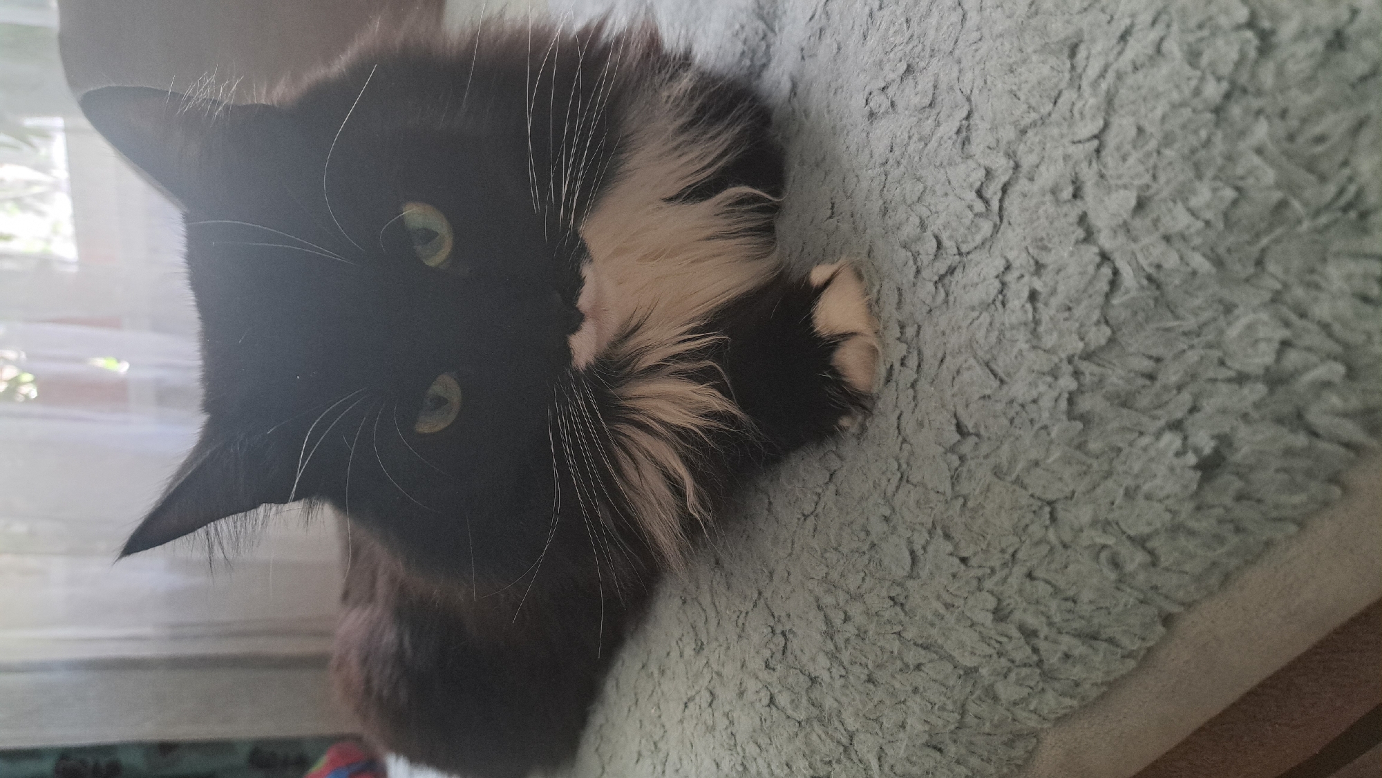 A black and white cat with long fur is lying down on a textured light blue surface, possibly a blanket or carpet. The cat's fur is predominantly black, with a white chest and a white patch on its chin, extending into a fluffy ruff around its neck. Its front paws have white tips. The cat has green eyes and long white whiskers. The background is slightly out of focus, showing a sheer curtain and a window with sunlight filtering through, suggesting an indoor setting. There are no discernible landmarks or environmental cues that would allow for identification of its location within Miass, Russia.
