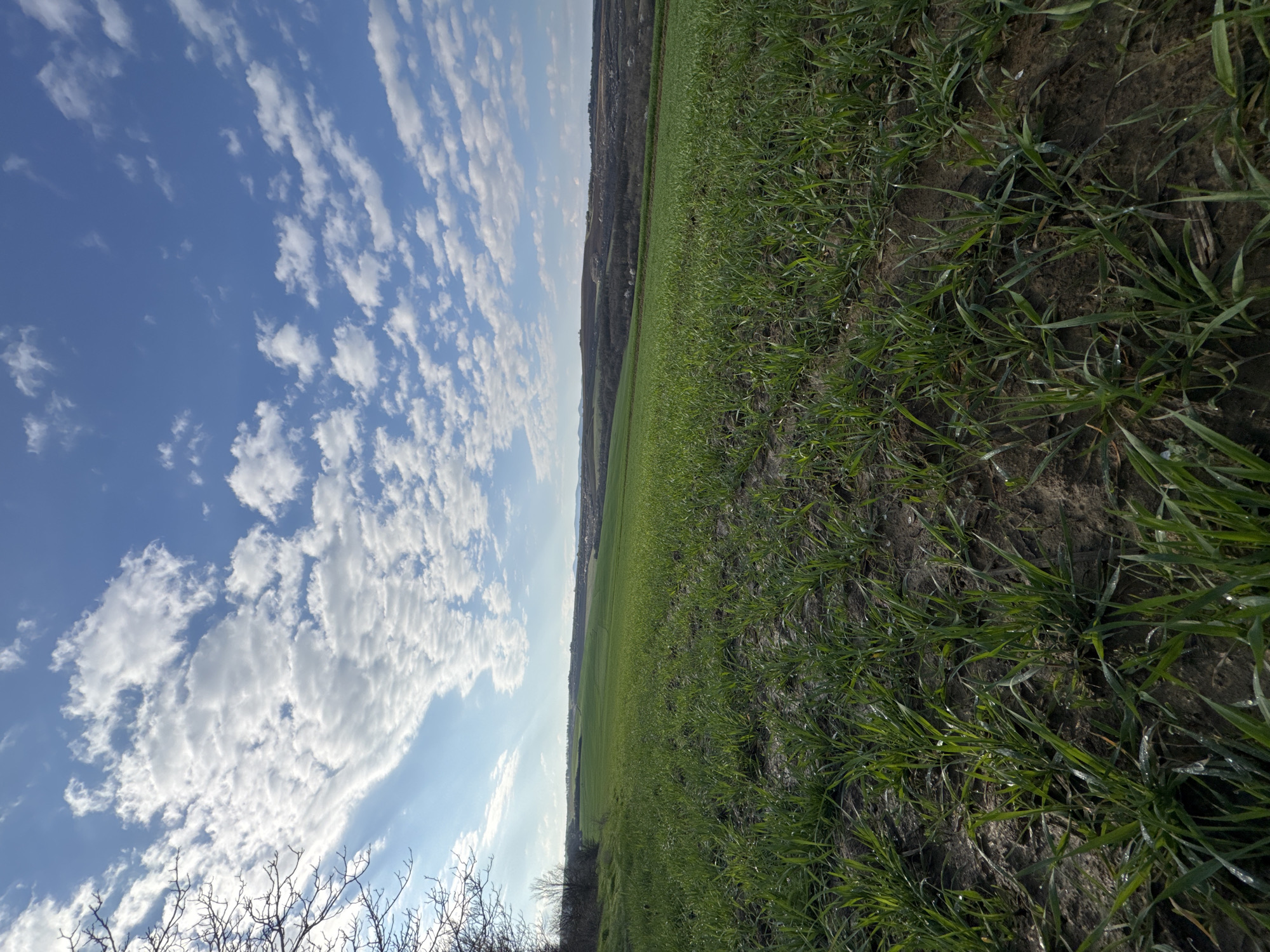 The image depicts a field of young, green crops in Kiosevtsi, Bulgaria, under a partly cloudy blue sky. The horizon line is visible in the distance, with hints of elevated terrain or a town. The ground shows evidence of soil. The camera is positioned low to the ground, and the image is rotated to a landscape position. A portion of bare branches or shrubbery appears in the lower left corner.