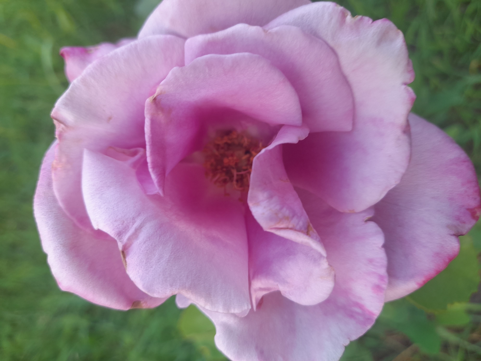 A close-up shot captures the intricate details of a delicate pink rose. The petals, varying in shades from pale pink to a deeper magenta at the edges, overlap to form a complex and beautiful bloom. Some petals show slight browning or discoloration, hinting at the natural cycle of a flower. The center of the rose reveals a cluster of stamens, tinged with a reddish-brown hue. The background is softly blurred, showcasing lush green grass and a hint of foliage, suggesting an outdoor setting bathed in natural light. The overall impression is one of natural beauty and tranquility, evoking the serene atmosphere of a garden in Kliushnykivka, Ukraine. The time of day and weather are not explicitly stated but the lighting suggests it could be daytime. There is no visible text in the image.