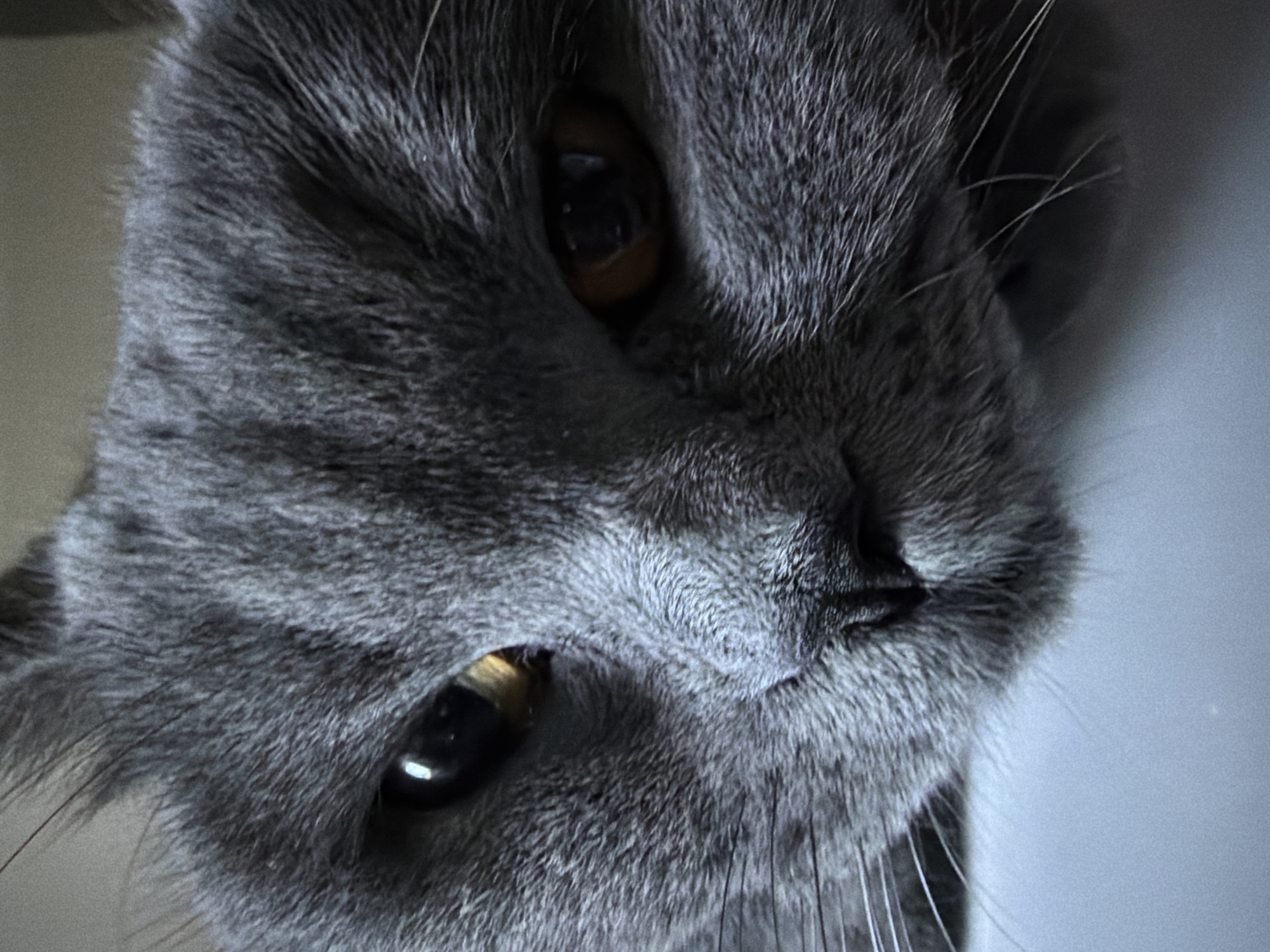 The image is a close-up of a gray cat's face. The cat has striking amber-colored eyes. Its fur is short and dense, with prominent whiskers. The cat appears to be resting its head on a light-colored surface, possibly a desk or table. The background is indistinct and appears to be indoors. There is no information about the location in Szczecin, Poland.