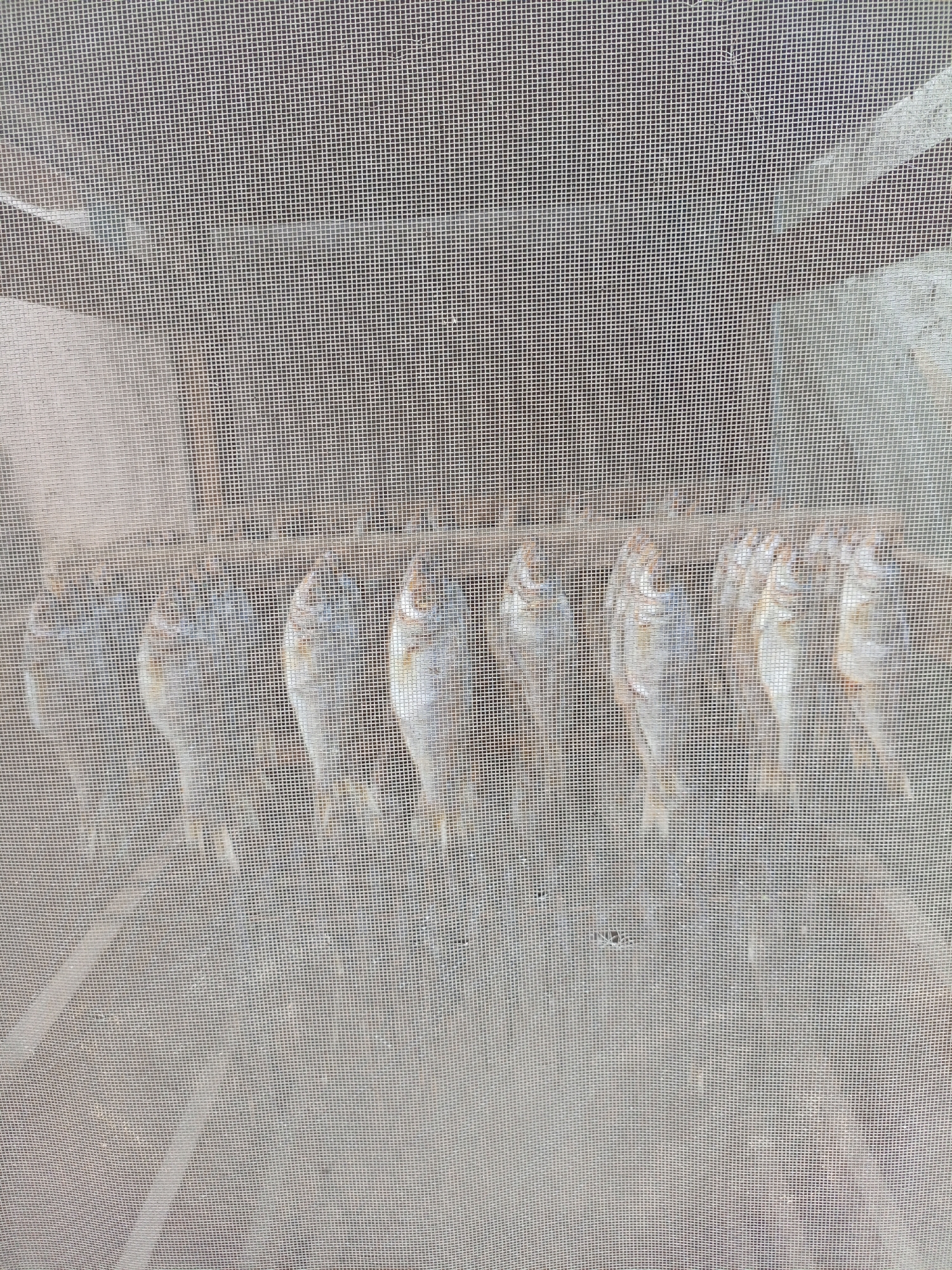 The image shows several small fish hanging in a row behind a fine mesh screen, likely being dried. They appear silvery-gray in color. The background is indistinct due to the mesh. The location is Unknown, Unknown.
