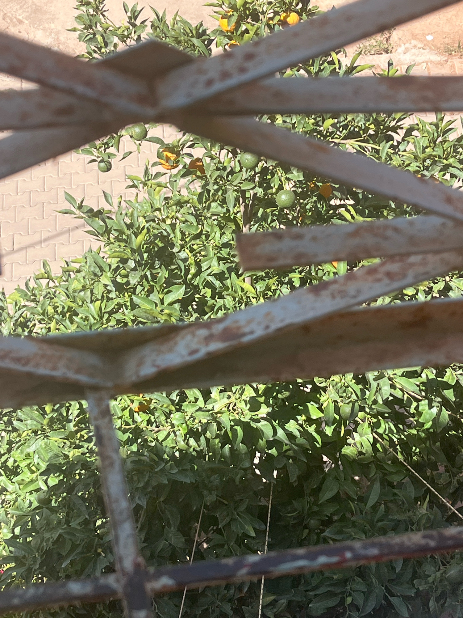 The image shows a close-up view of an orange tree through a rusty metal grate. The tree is laden with green and some orange fruits, interspersed with lush green leaves. The background consists of a paved area with light-colored rectangular tiles. The scene appears to be outdoors, likely in a residential area or garden. The presence of orange trees is common in the Azilal region of Morocco, known for its agricultural production. The lighting suggests it is daytime, with sunlight casting shadows on the leaves and ground. There are no people or animals visible in the image.