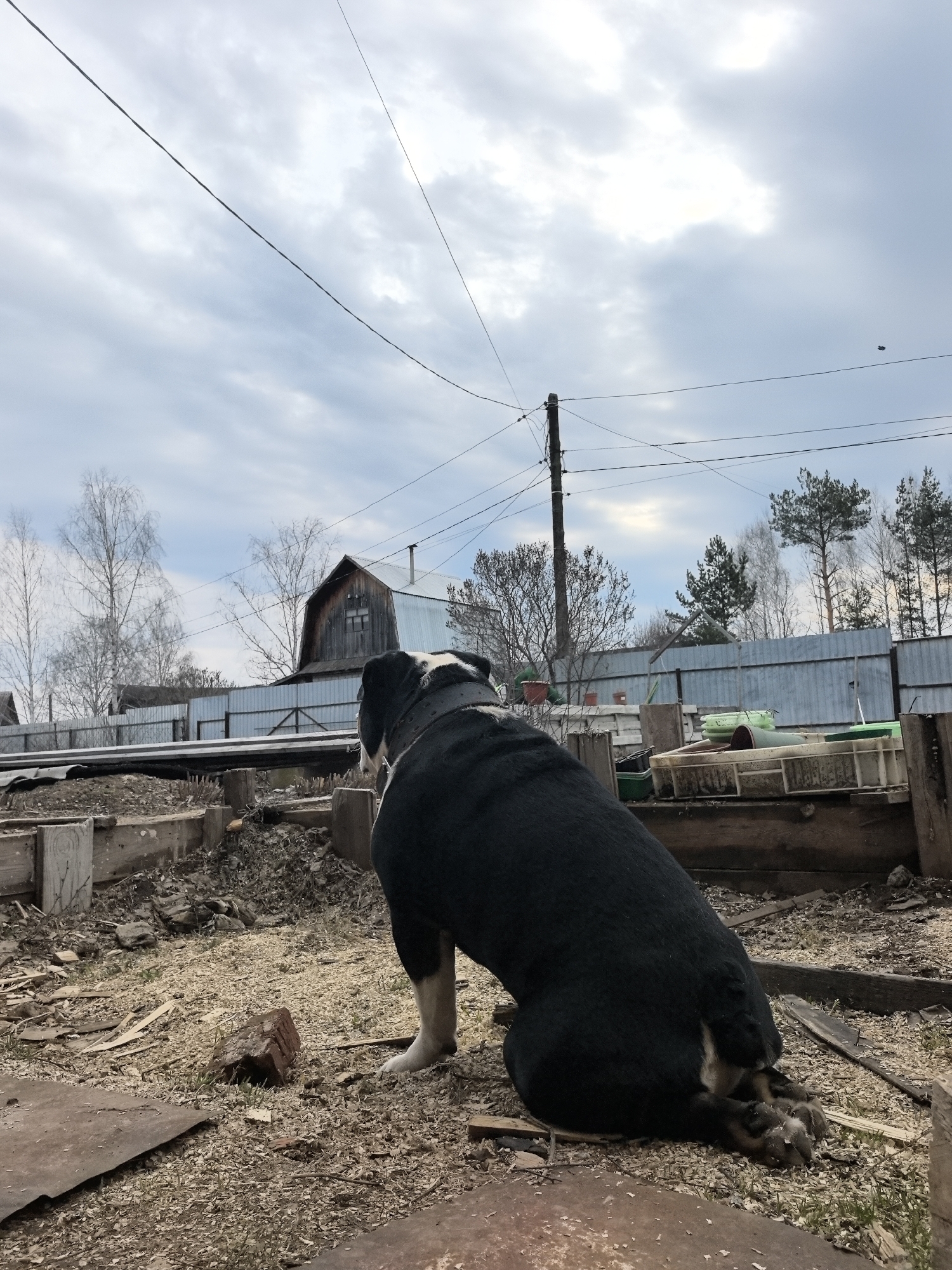 A black and white bulldog sits in a yard in Noviy, Russia, facing away from the viewer. The dog has a white chest and paws, and is wearing a black collar. The yard is littered with wood shavings and metal sheets. In the background are wooden structures, a metal fence, and trees against a cloudy sky. A telephone pole with wires is also visible.