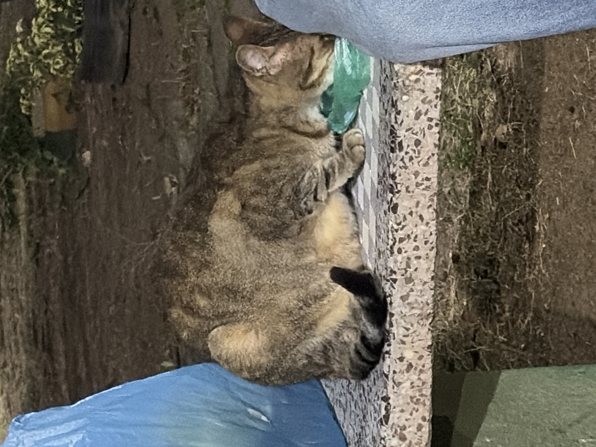 A feline with a brown and black striped coat sits on a blue plastic bag next to a stone wall. The cat has its head turned upward and is touching a green plastic bag with its paw. The surroundings include dirt, vegetation, and other stone or concrete structures. The location of the photo is in Ciudad Guayana, Venezuela.