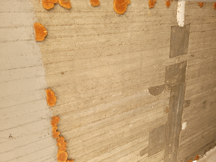 The image displays an upward perspective of a textured concrete surface, likely a ceiling or the underside of a structure, located in Ανδραβίδα, Greece. The primary concrete material is a light beige-grey, exhibiting prominent vertical striations consistent with formwork marks. Across the upper-middle section of the frame, a horizontal distribution of irregular, amorphous patches of bright orange, porous material is visible, consistent with fungal growth or other organic accumulation. Additional similar orange patches are scattered along the right edge. In the lower half of the frame, several irregular rectangular and amorphous patches of darker grey material, appearing to be repair mortar or filler, are affixed to the concrete. One distinct white patch is present among these repairs in the lower right. The section of the concrete surface above the main orange growth appears slightly lighter in color and smoother in texture. No individuals, active events, or discernible interactions beyond material degradation and past repair are visible.
