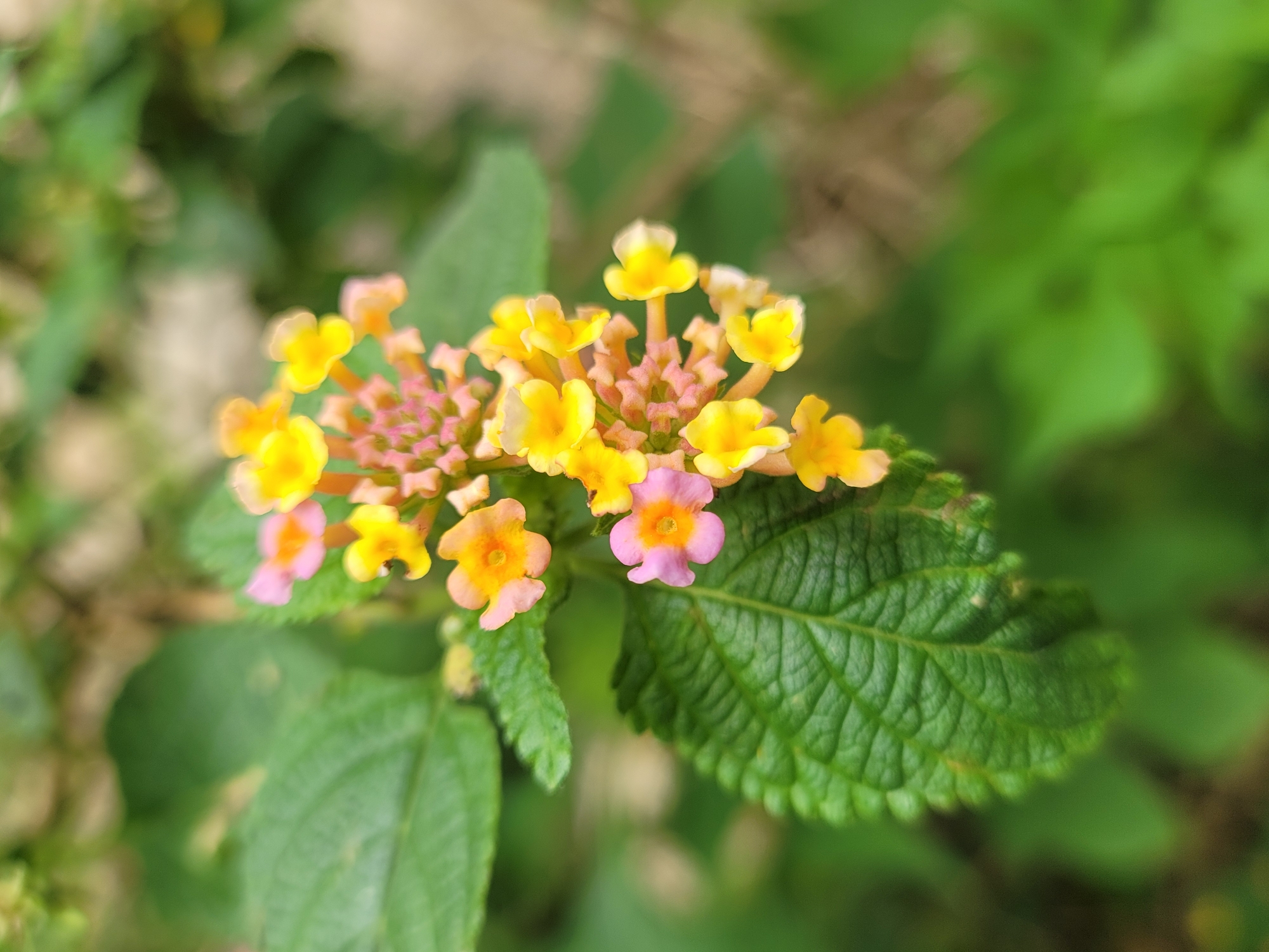 A close-up photograph shows a cluster of Lantana flowers, some yellow and some light pink with orange centers. The flowers are surrounded by green leaves with textured veins. The location is Barakin Akawo, Nigeria, as specified. There are no people visible in the image. The focus is on the botanical elements within the frame.