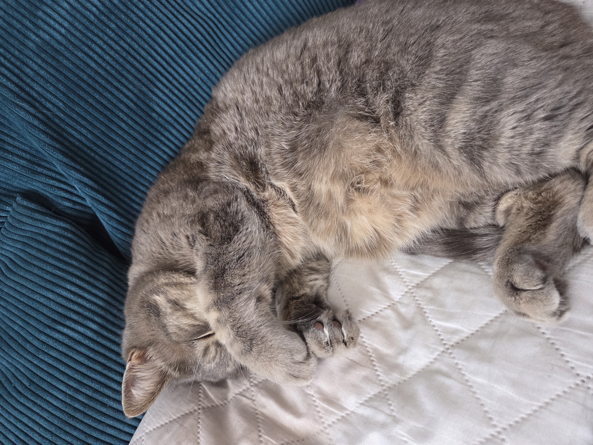 A gray tabby cat is curled up asleep. The cat is lying on a white, quilted blanket. A teal corduroy pillow is visible to the left of the cat. The city of Birobidzhan, Russia is not apparent in the image.