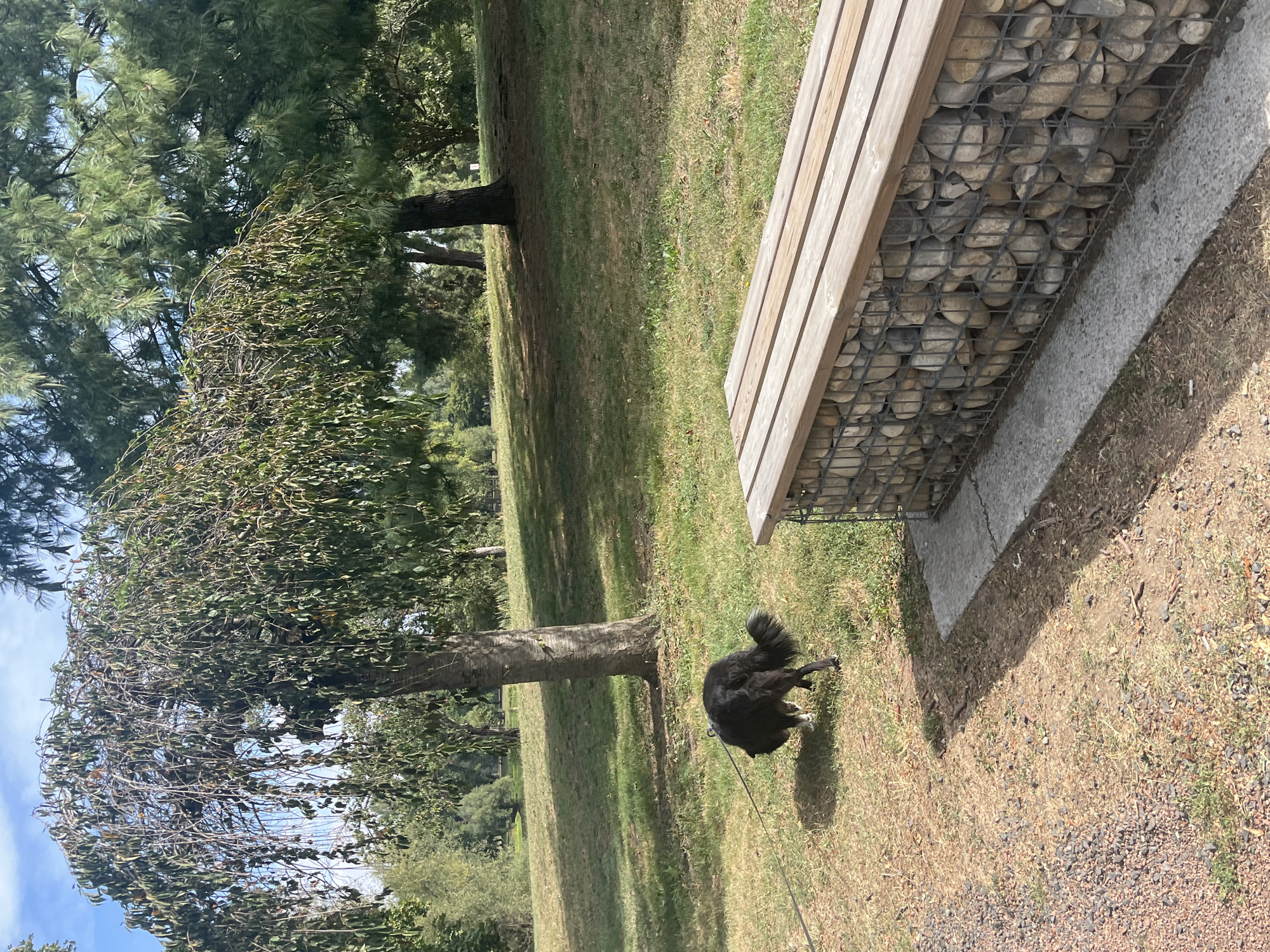 A black and white dog is being walked on a leash in a grassy park. The dog is facing away from the camera and appears to be sniffing the ground. In the foreground, there is a wooden bench with a base made of stones contained in a wire mesh cage. Behind the dog, a tree with drooping branches is visible, and further in the background, there are more trees and a clear blue sky. The park appears to be well-maintained with patches of dry grass and some shade. This scene is located in Saint-Cyprien, France.