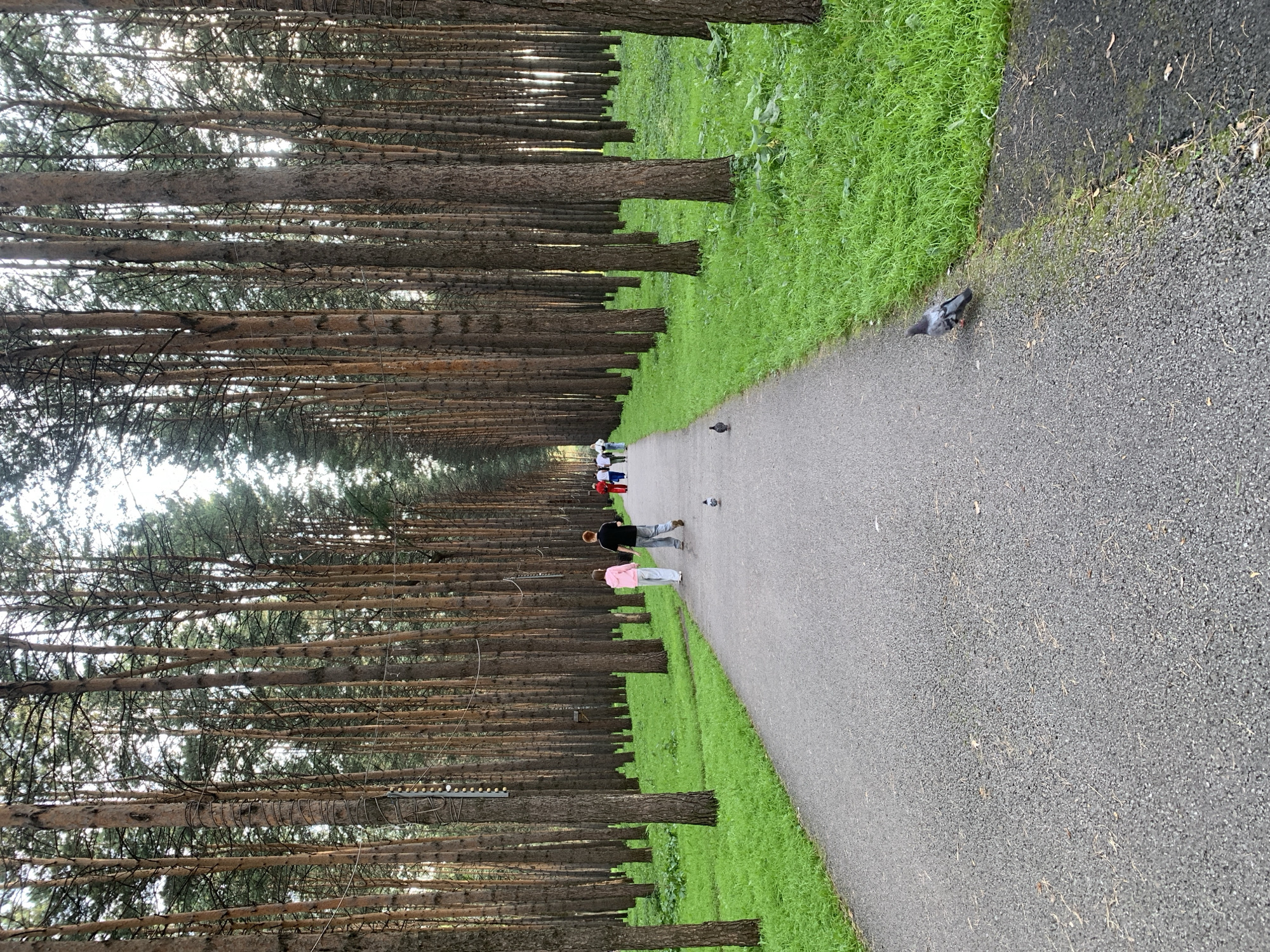 The image depicts a paved pathway through a dense forest of tall, slender pine trees. The pathway is lined with lush green grass on either side. Several people are walking along the path in small groups, heading away from the camera. In the foreground, a lone pigeon stands on the pathway, and another is visible further down. The lighting suggests it is either early morning or late afternoon. The scene is identified as being located in the city of Prokopyevsk, Russia.