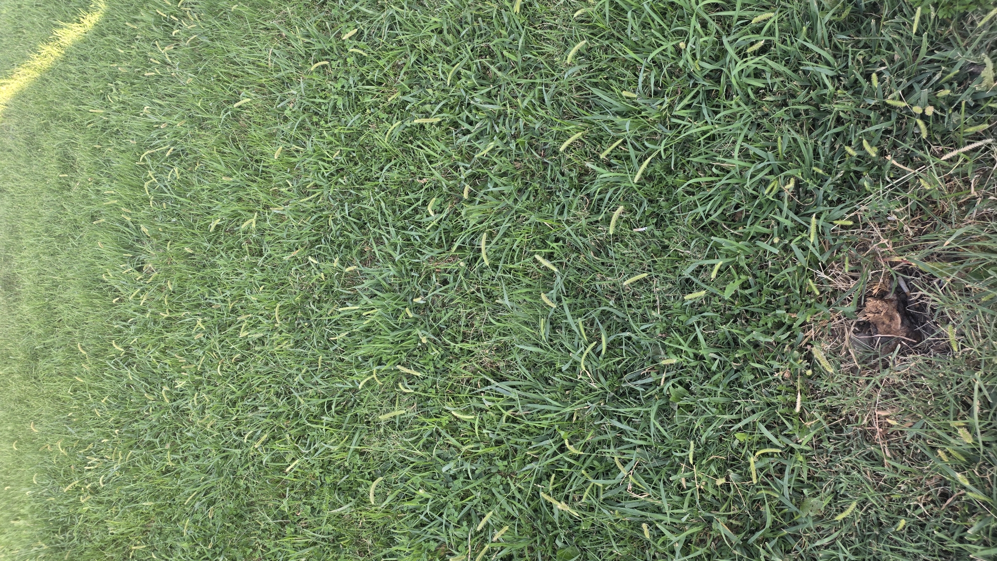 This image depicts a patch of green grass with scattered yellow-green seed heads. In the lower central portion of the image, there is a dark, irregular object partially embedded in the soil, resembling animal droppings or decaying organic matter. The grass appears to be growing in an outdoor environment, possibly a park or a yard. There is no visible indication of the location being in Nariman, Kyrgyzstan, nor are there any people or specific urban features. The scene is natural and rural in appearance.
